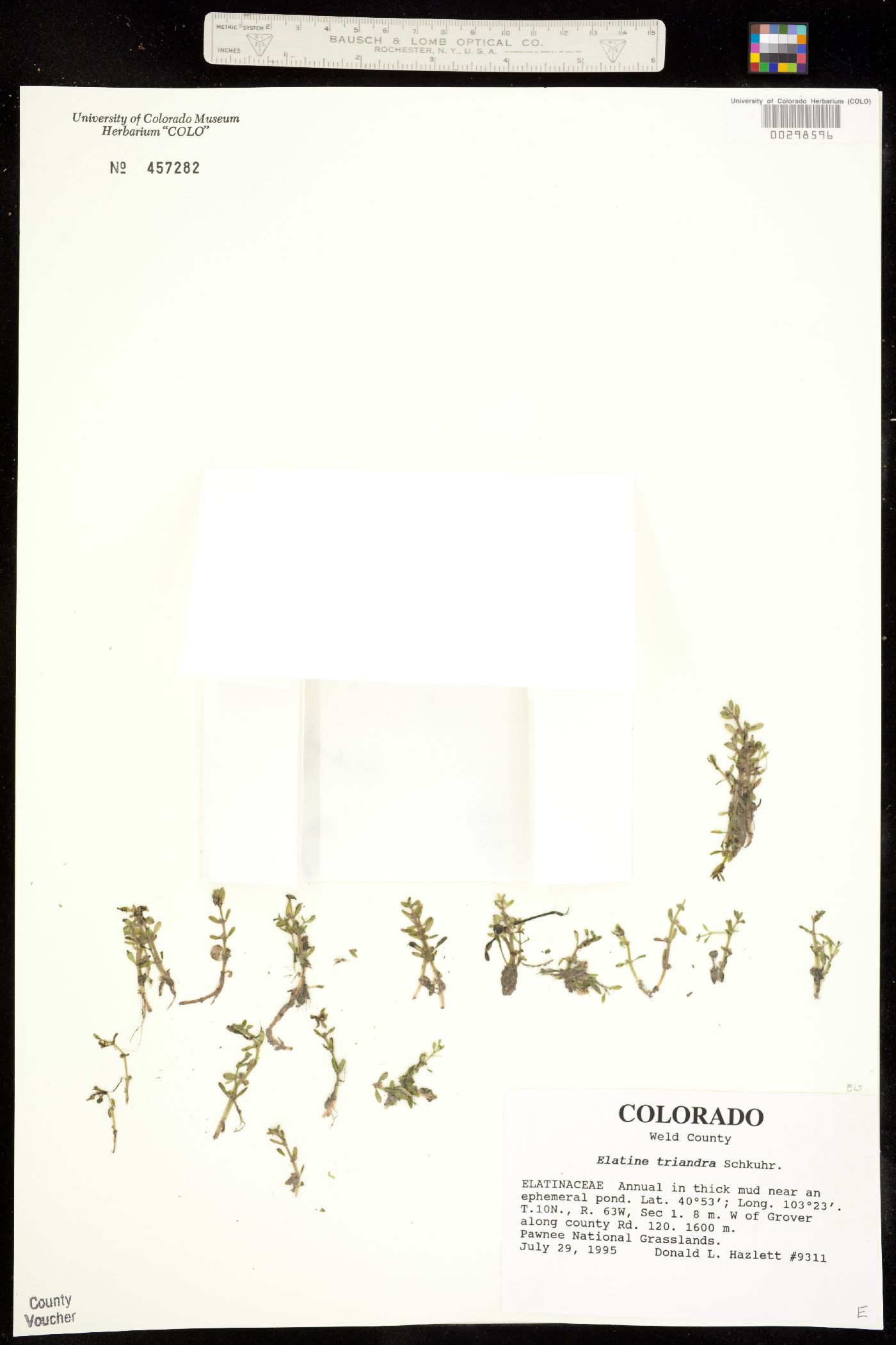 Elatine triandra image