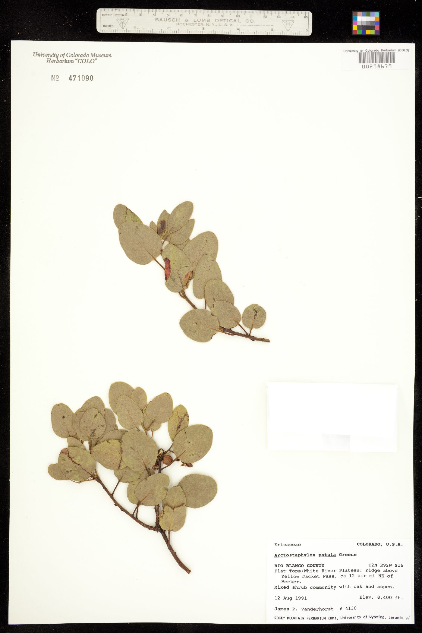 Arctostaphylos patula fma. platyphylla image
