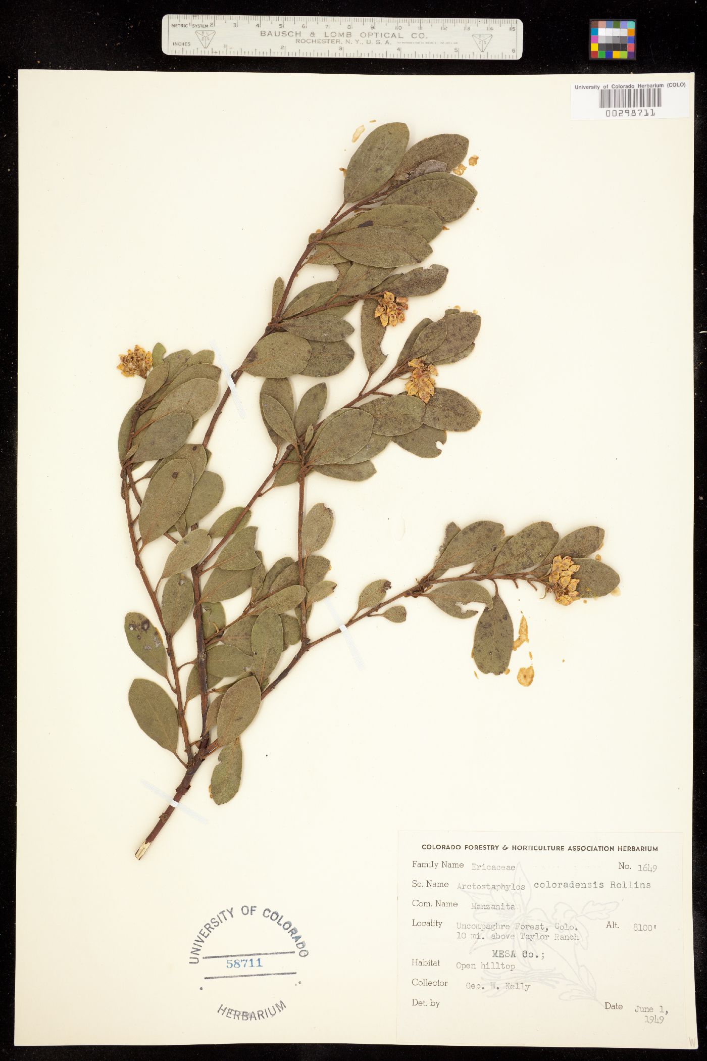 Arctostaphylos patula fma. platyphylla image