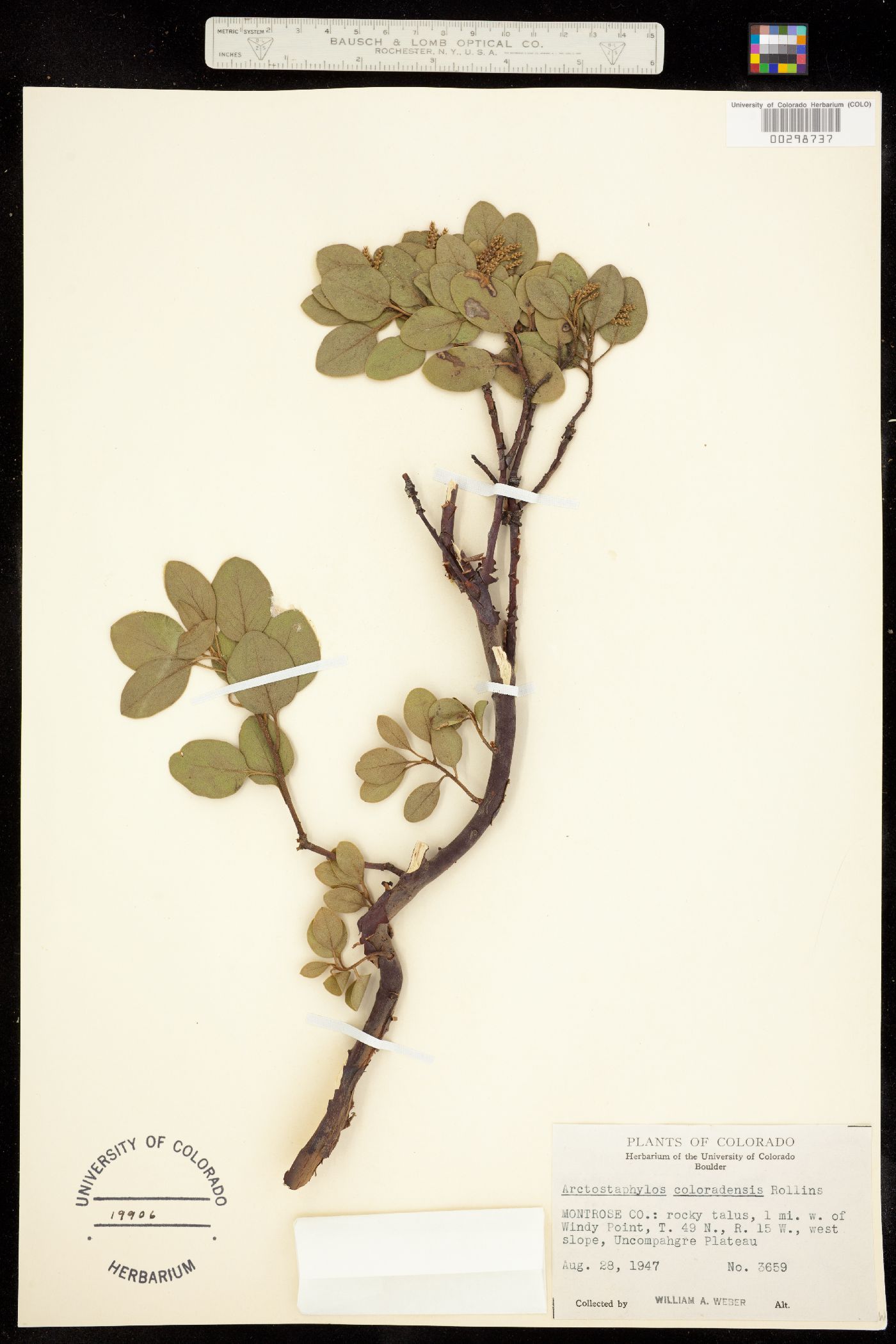 Arctostaphylos patula fma. platyphylla image
