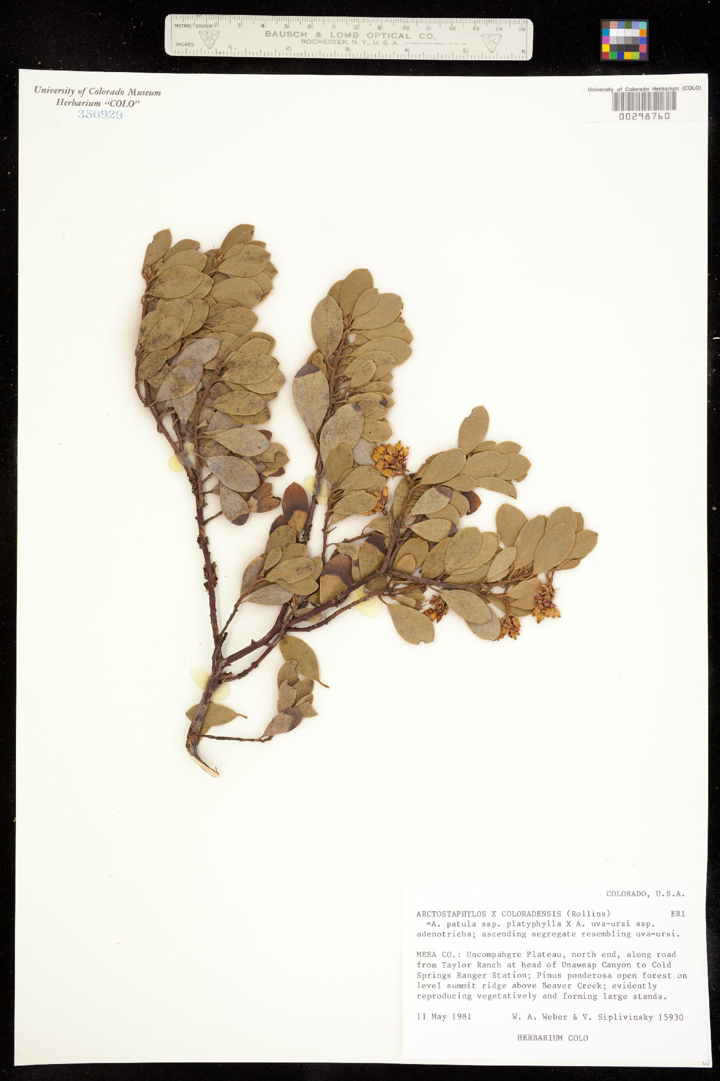 Arctostaphylos patula fma. platyphylla image