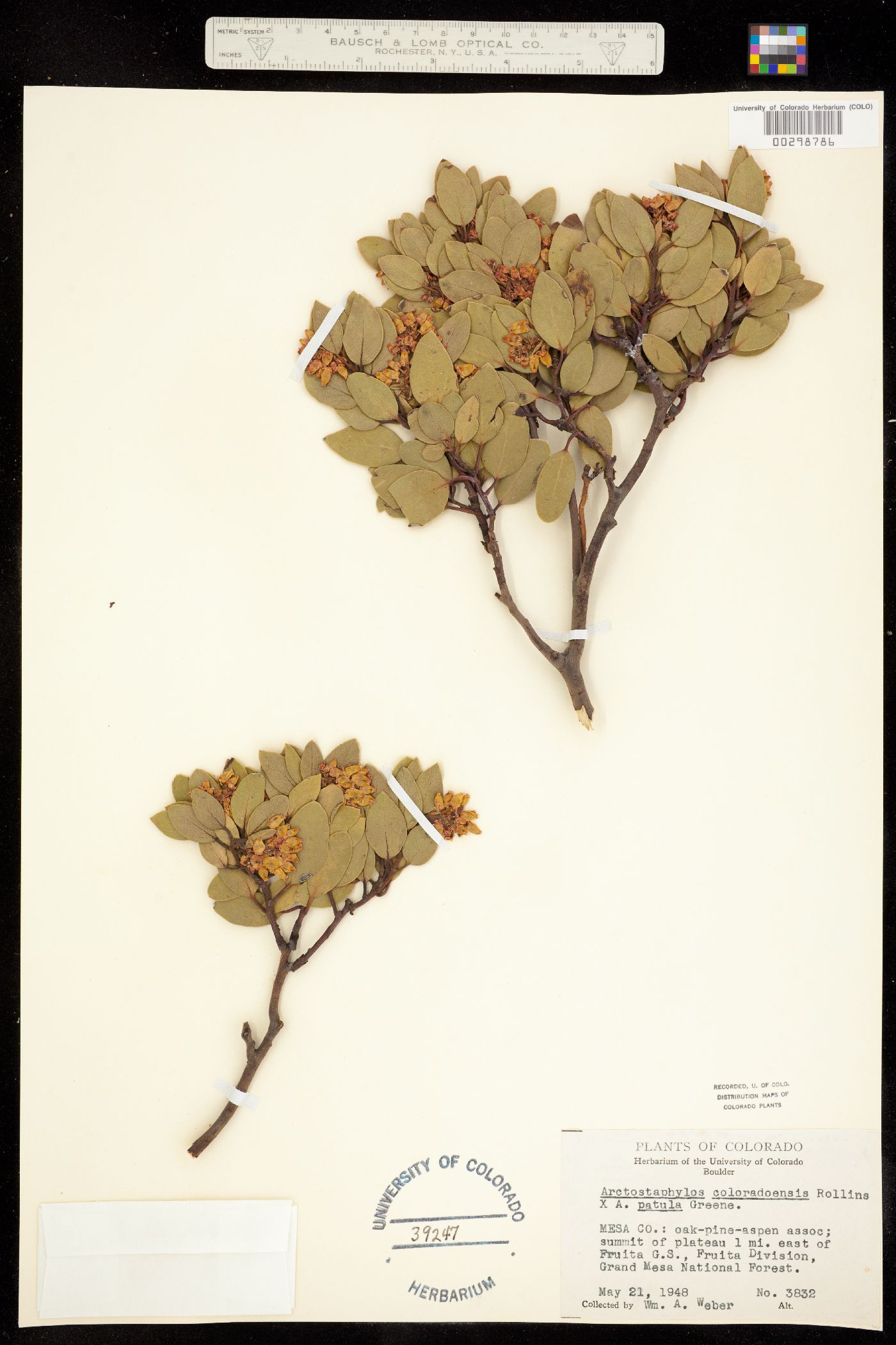 Arctostaphylos patula fma. platyphylla image