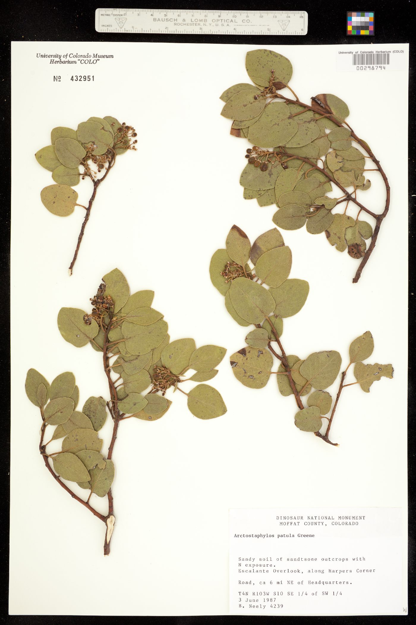 Arctostaphylos patula fma. platyphylla image