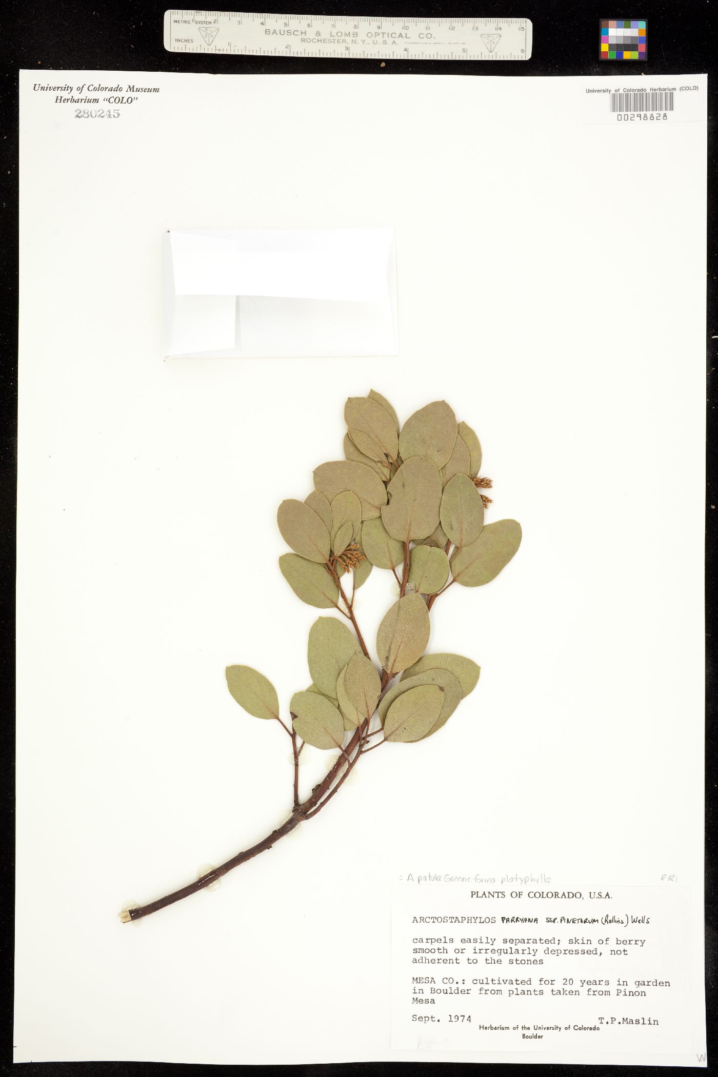 Arctostaphylos patula fma. platyphylla image