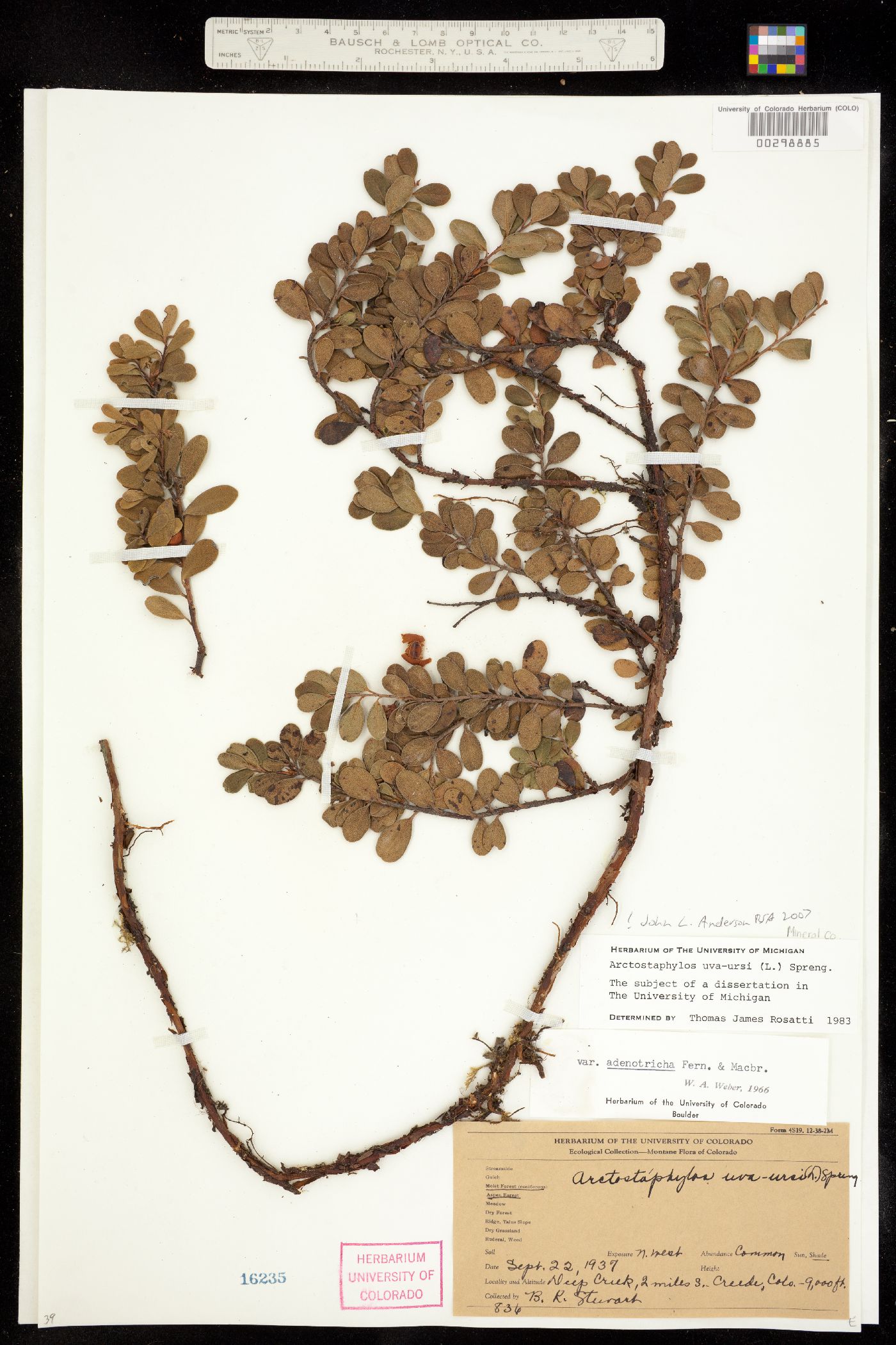 Arctostaphylos uva-ursi image