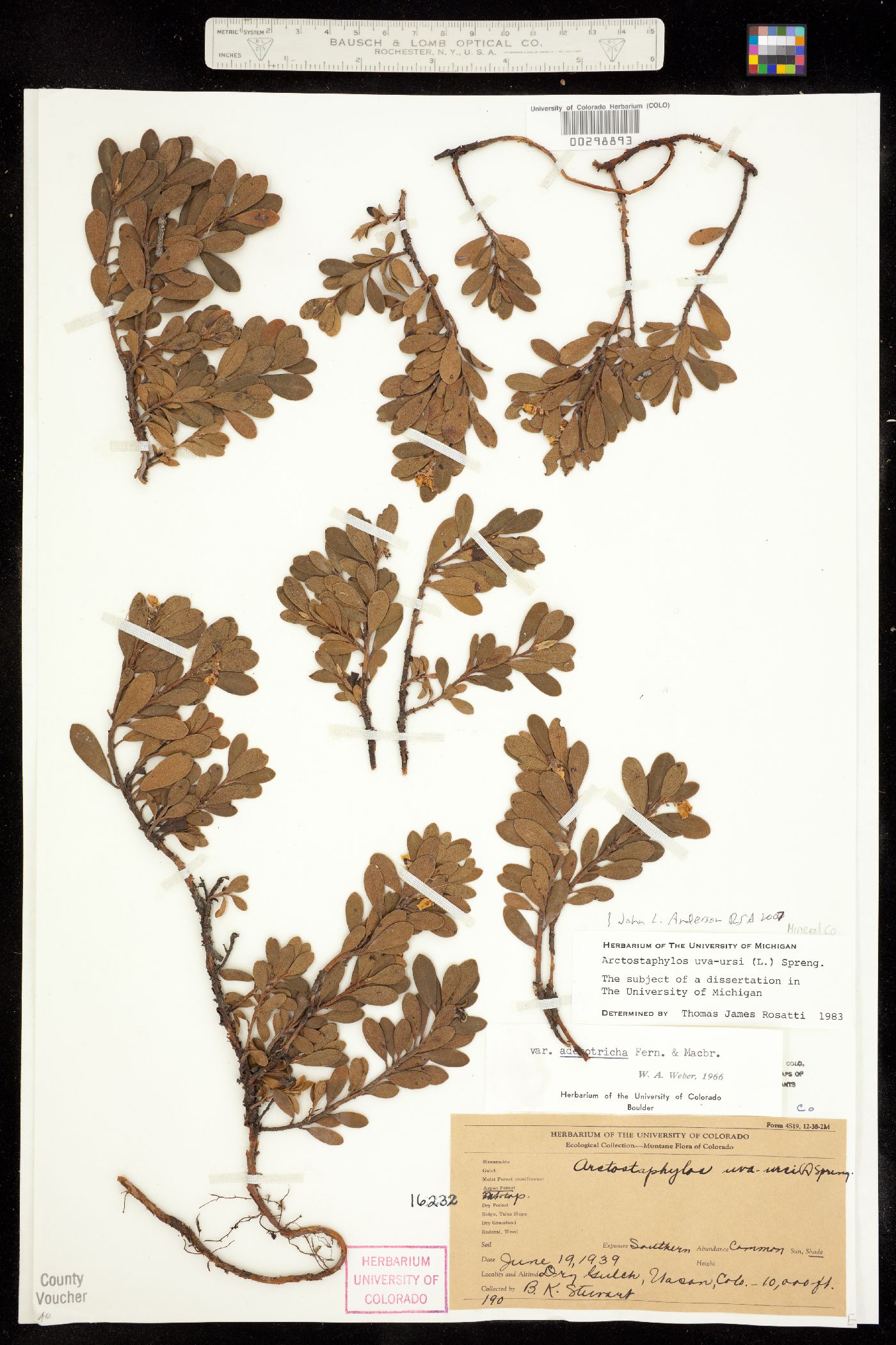 Arctostaphylos uva-ursi image