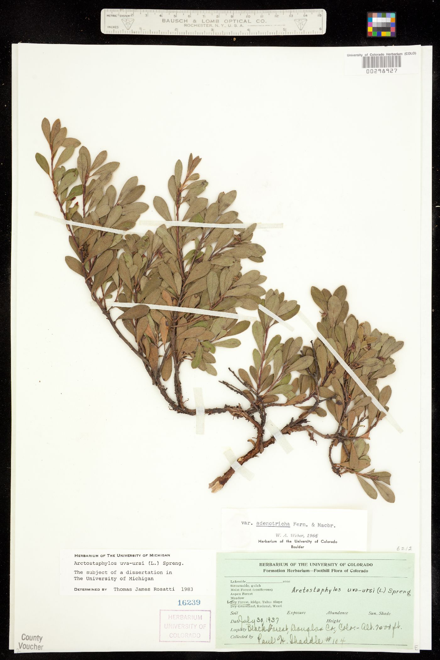 Arctostaphylos uva-ursi image
