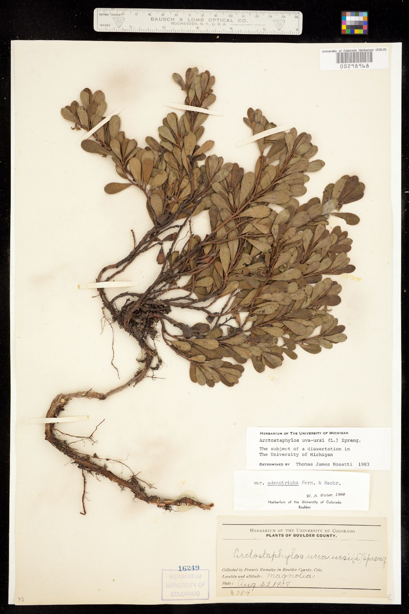 Arctostaphylos uva-ursi image