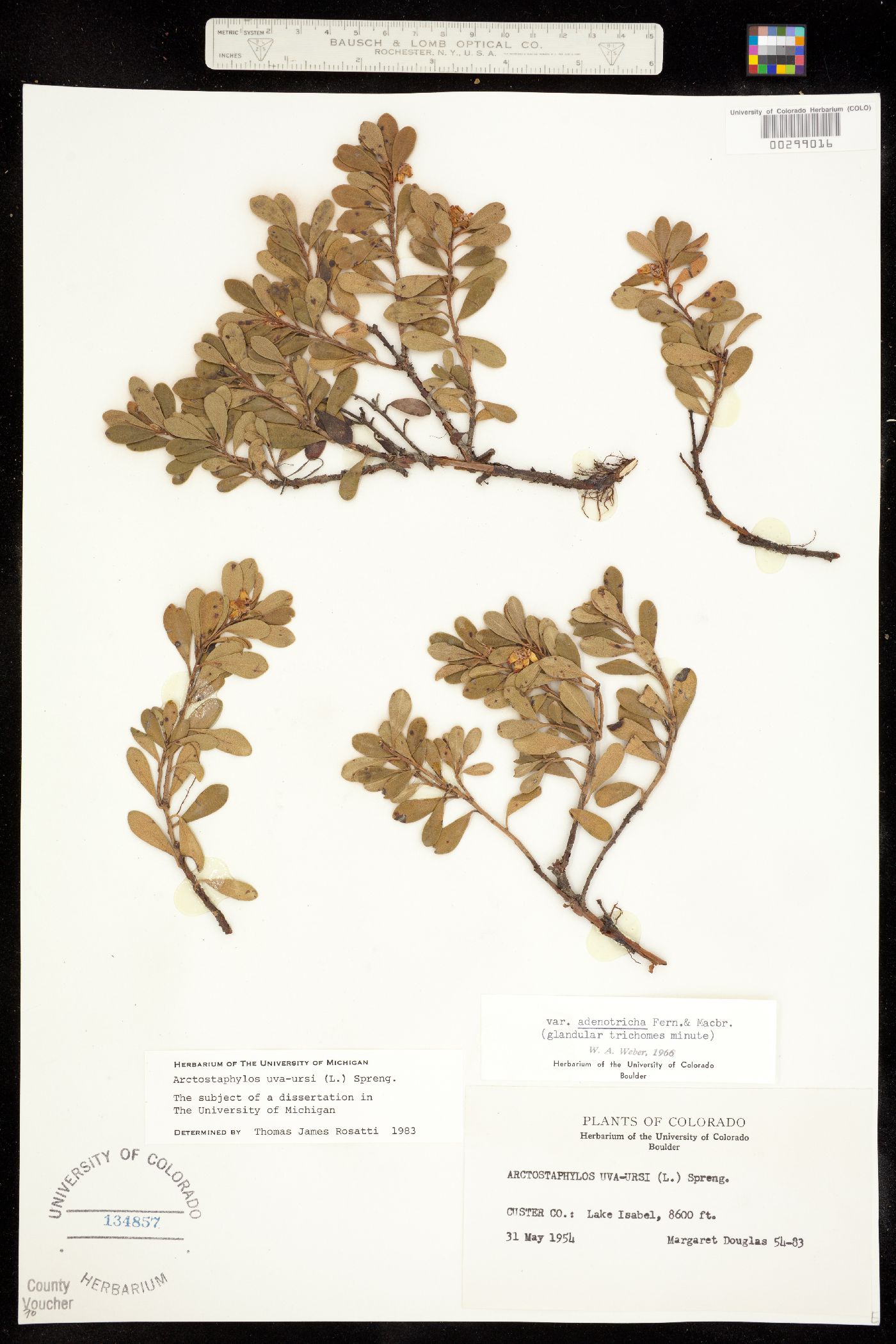 Arctostaphylos uva-ursi image