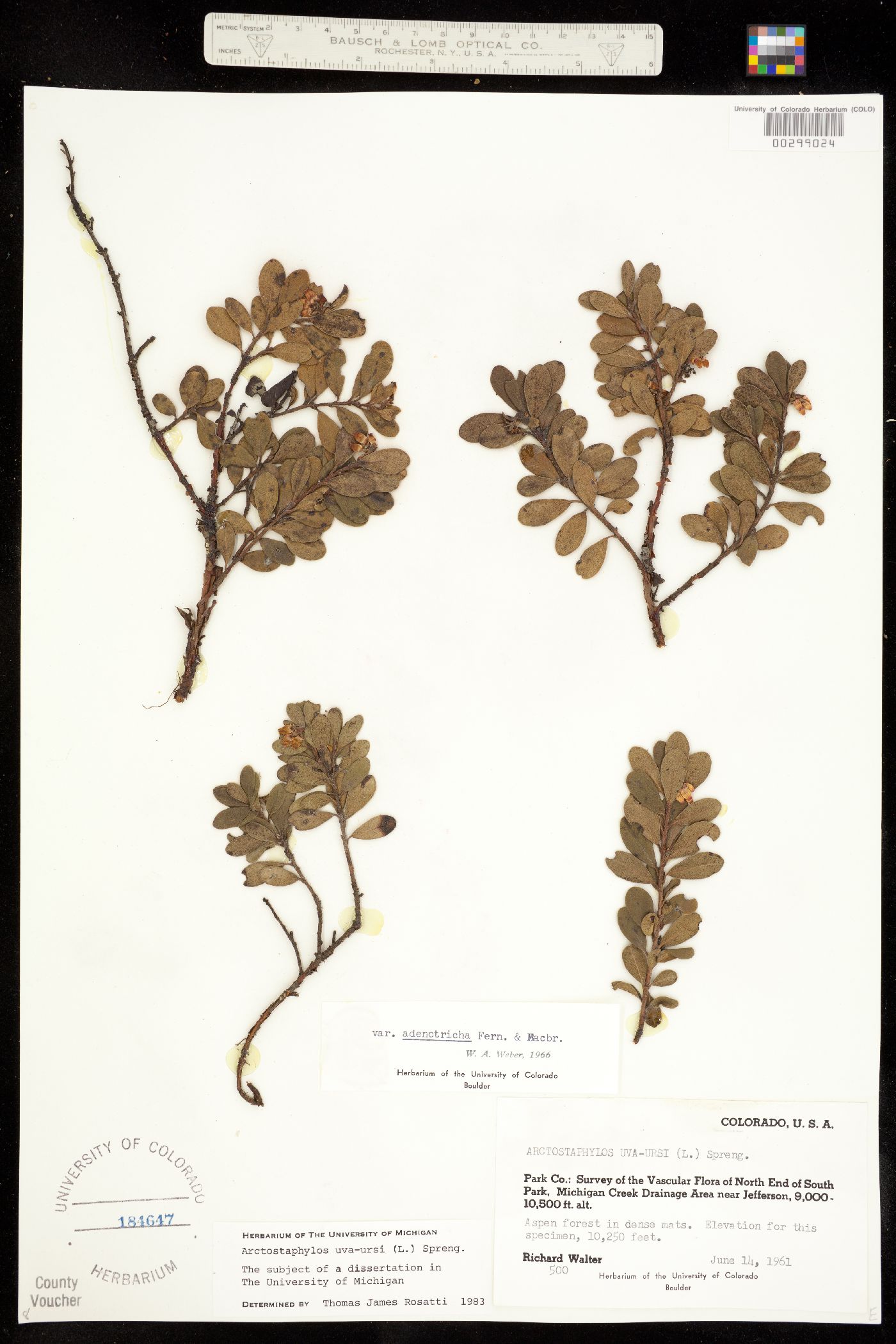 Arctostaphylos image