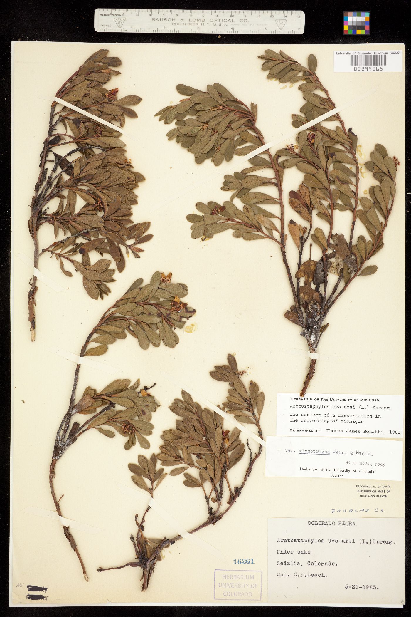 Arctostaphylos uva-ursi image