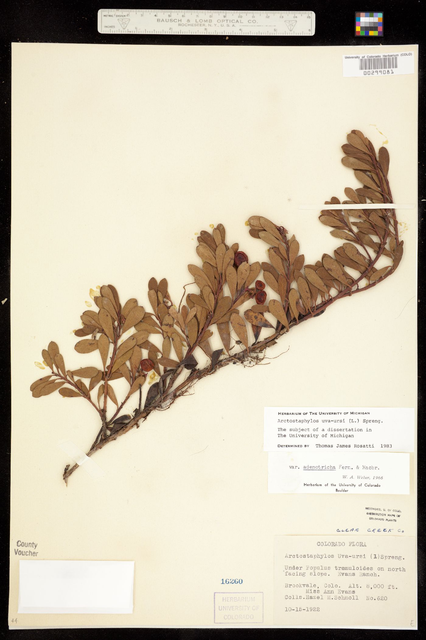 Arctostaphylos uva-ursi image