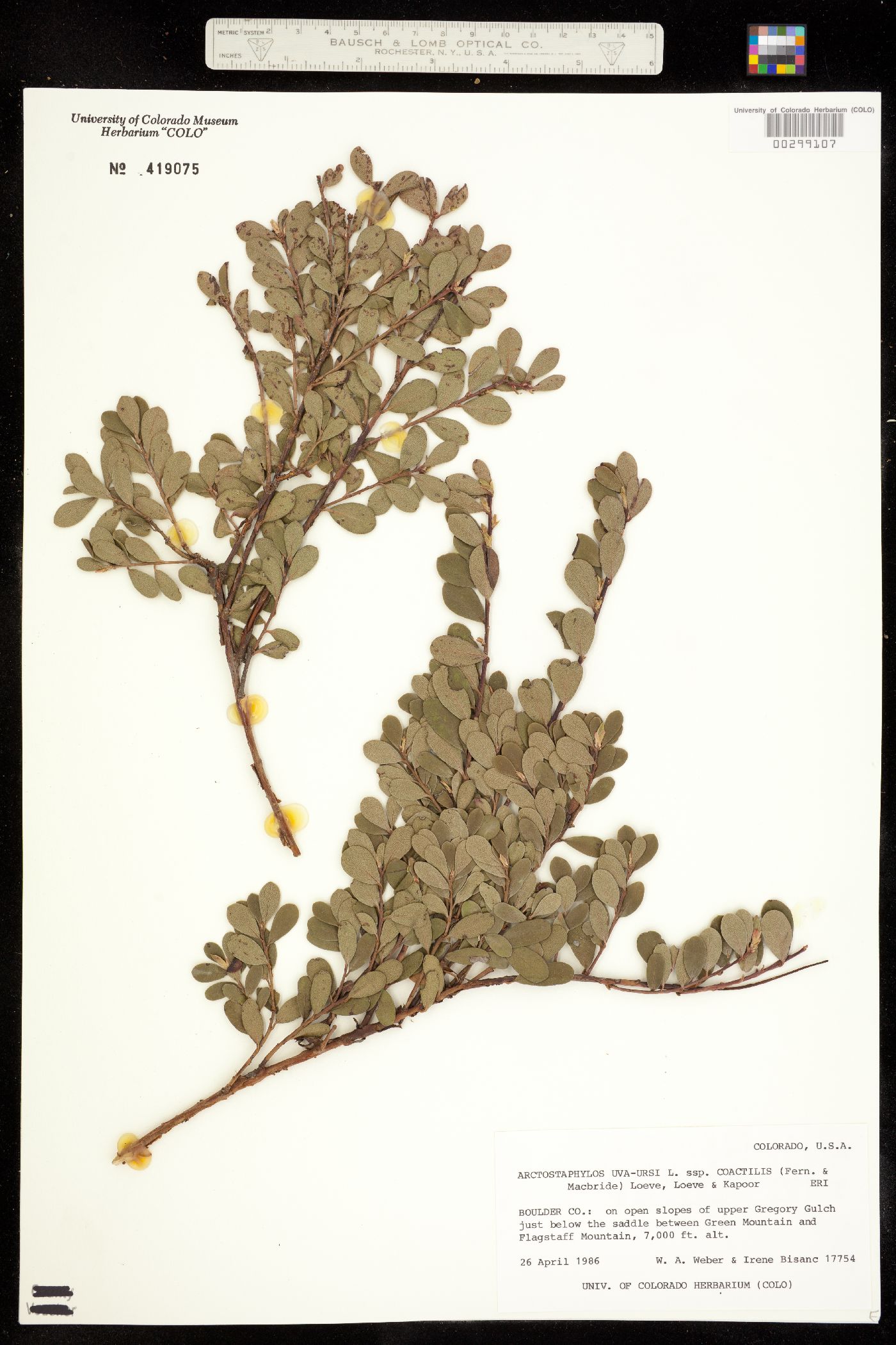Arctostaphylos uva-ursi image
