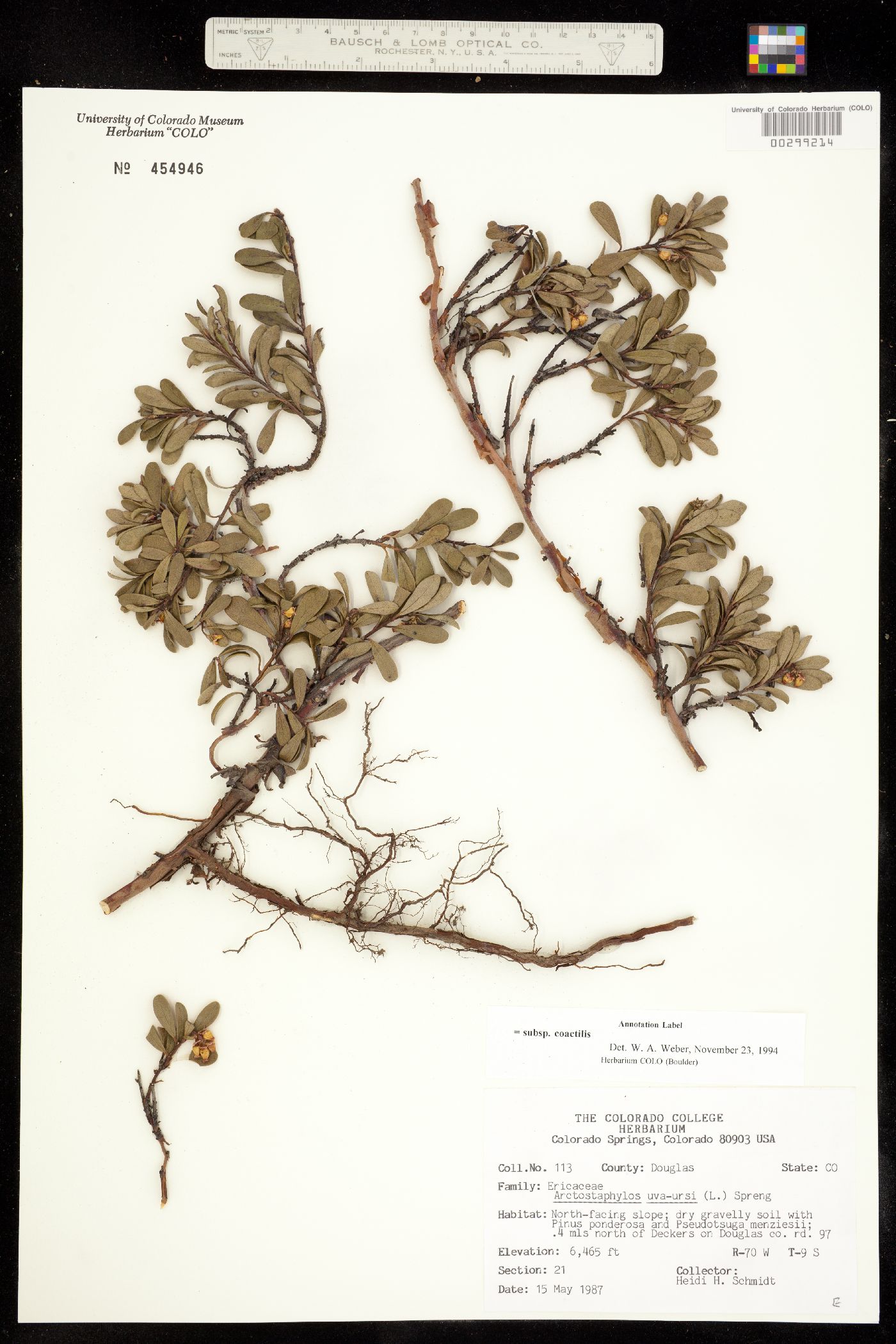Arctostaphylos uva-ursi image