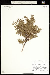Image of Arctostaphylos uva-ursi