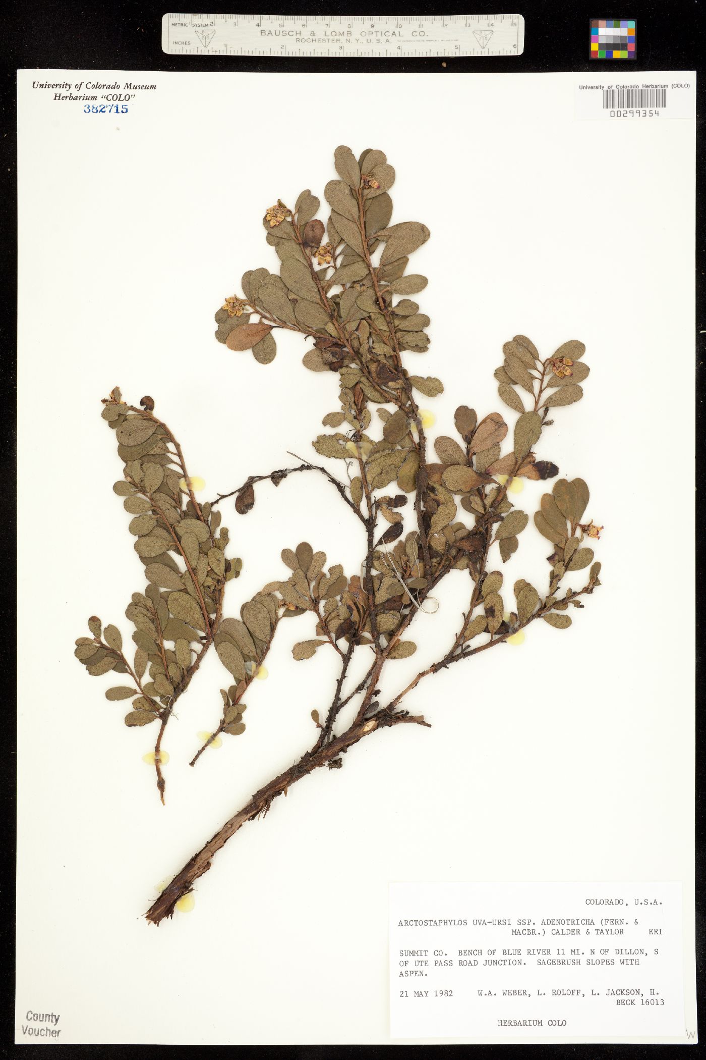 Arctostaphylos uva-ursi image