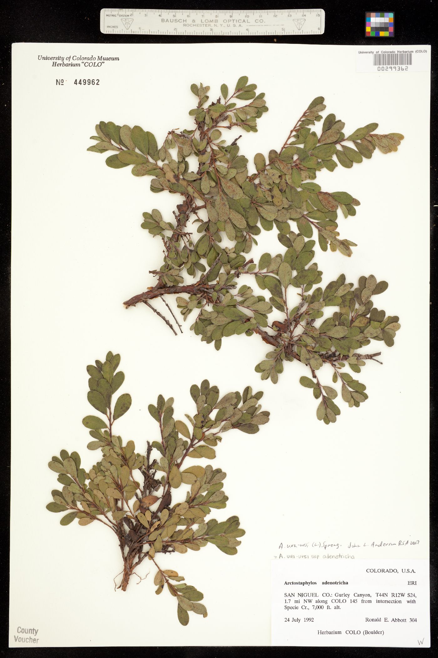 Arctostaphylos image