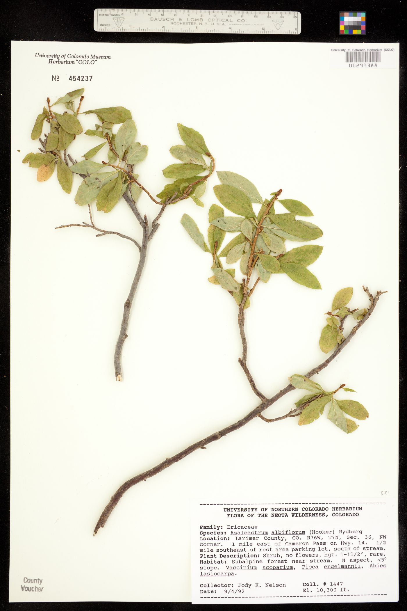 Rhododendron albiflorum image