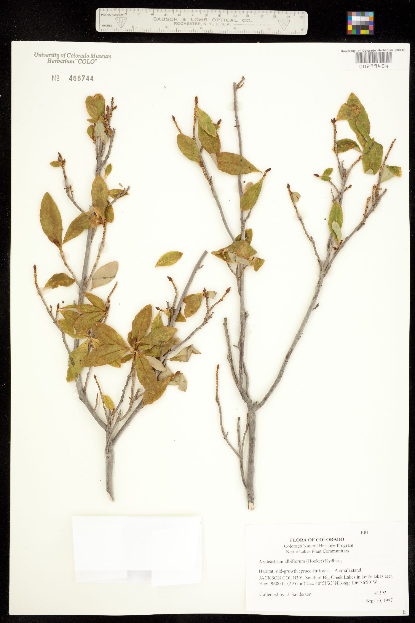 Azaleastrum albiflorum image