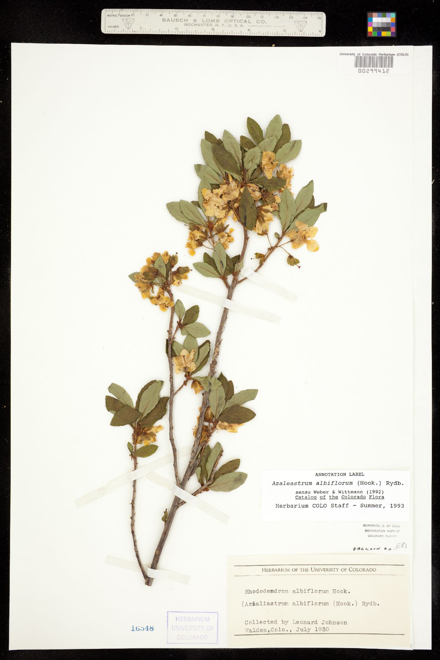 Rhododendron albiflorum image