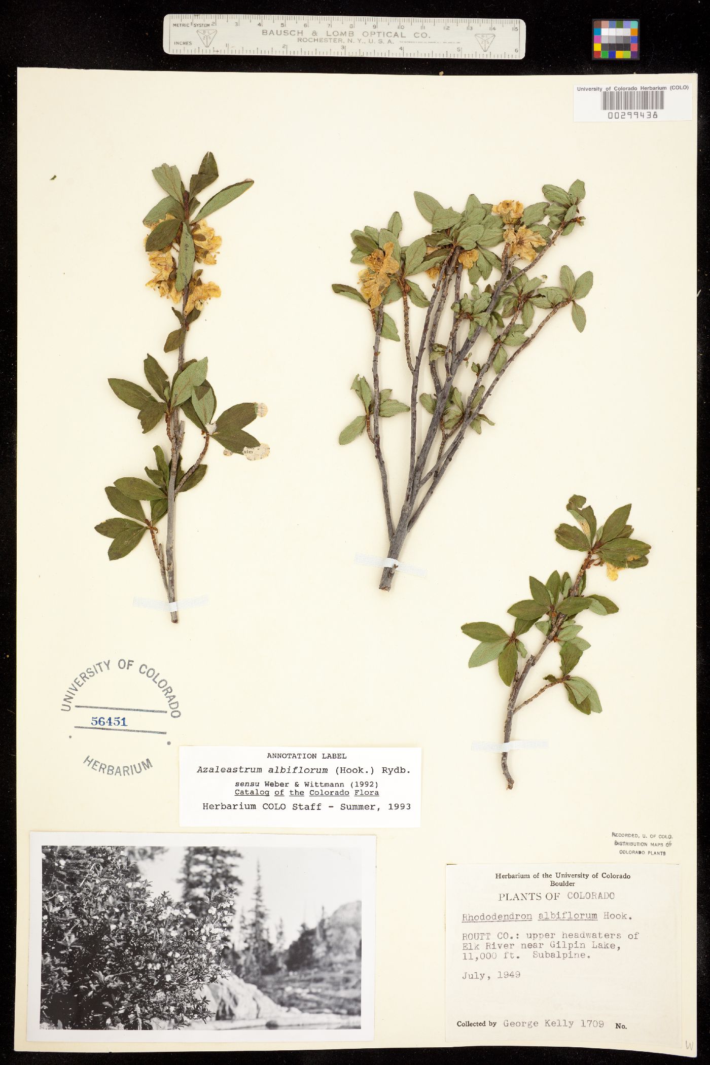 Rhododendron albiflorum image