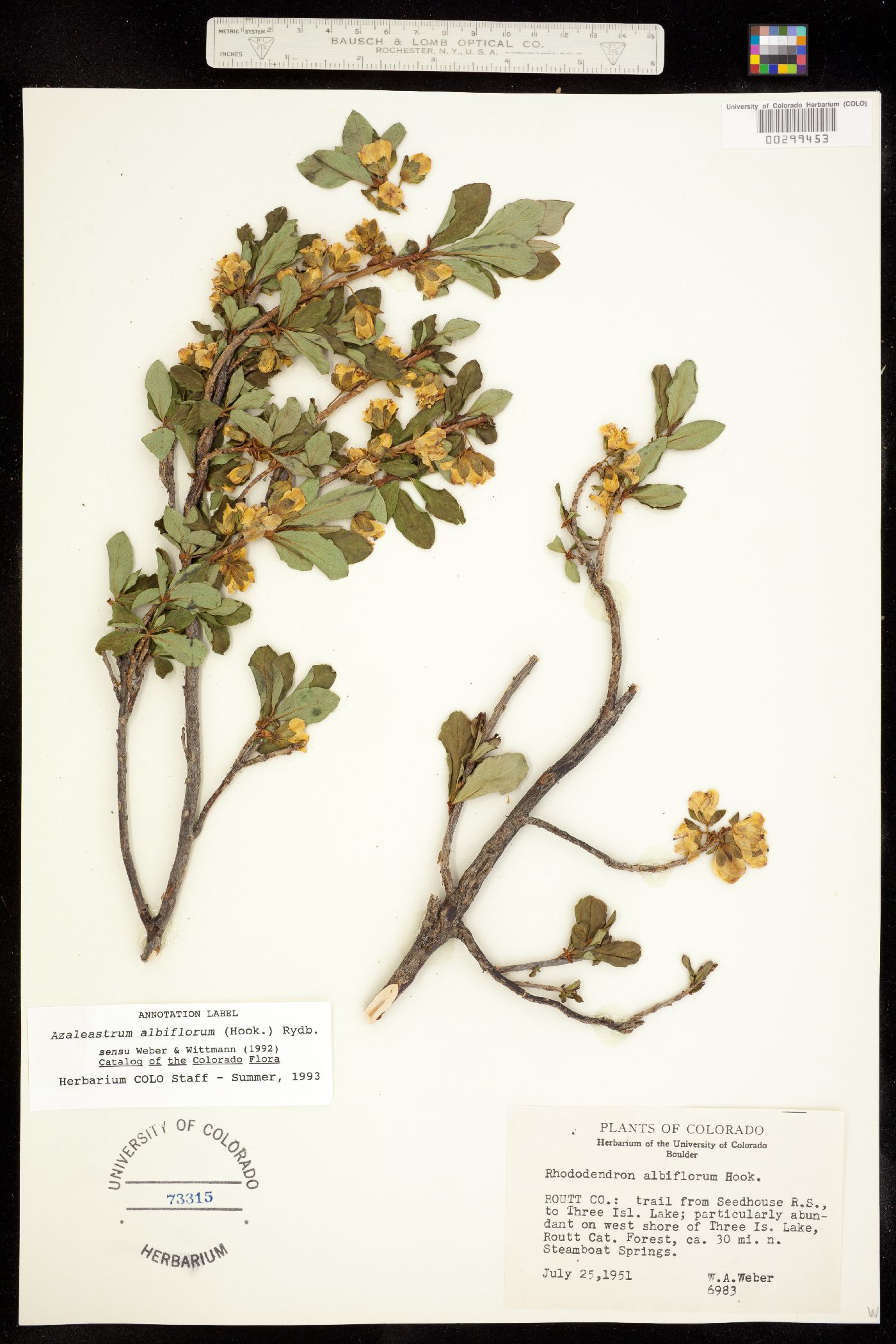 Rhododendron albiflorum image