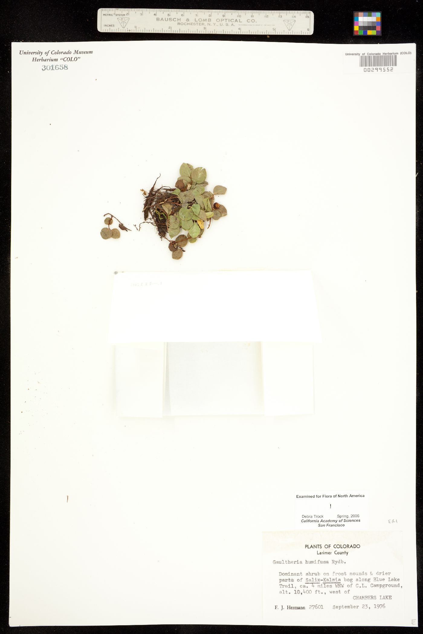 Gaultheria humifusa image