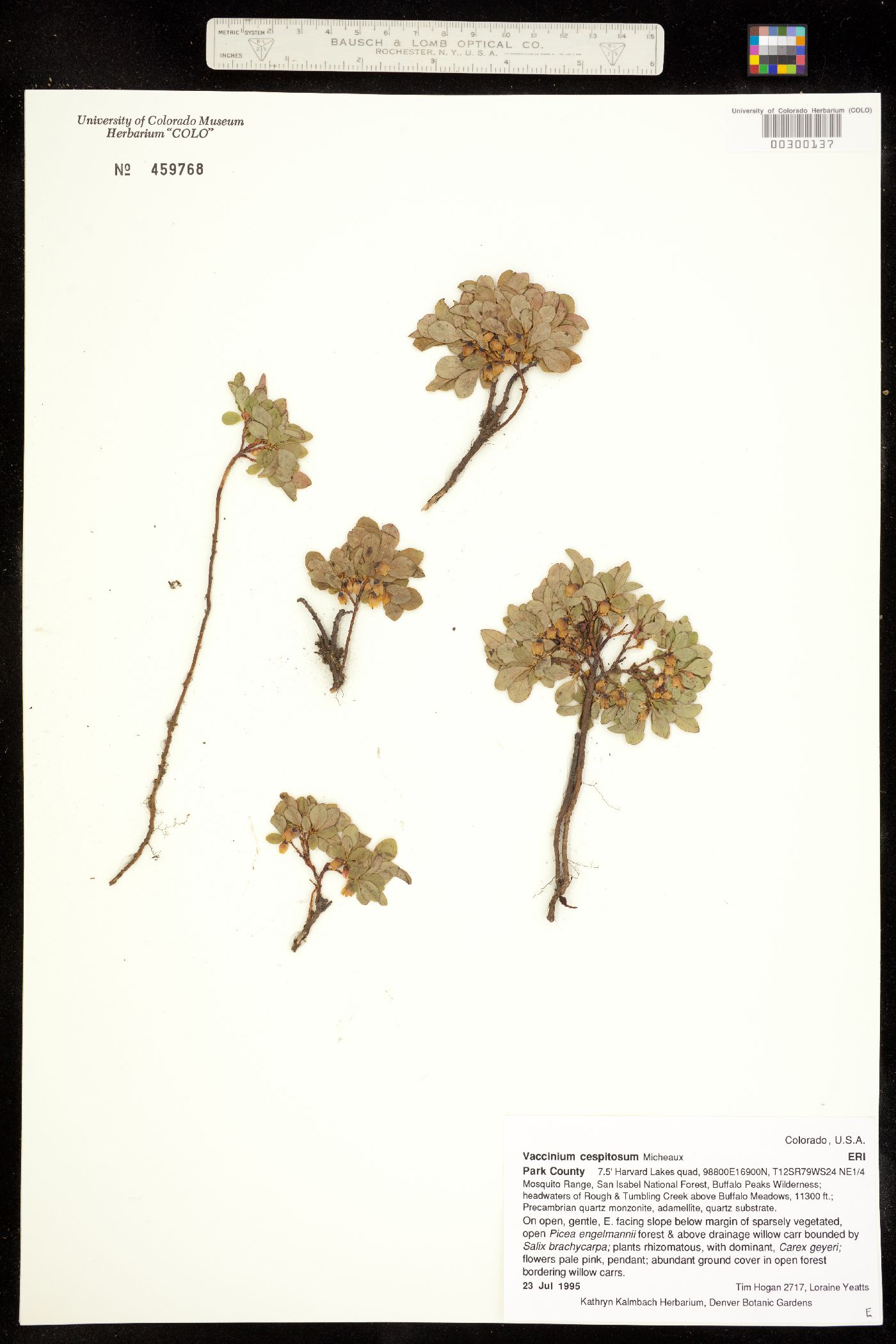 Vaccinium cespitosum image