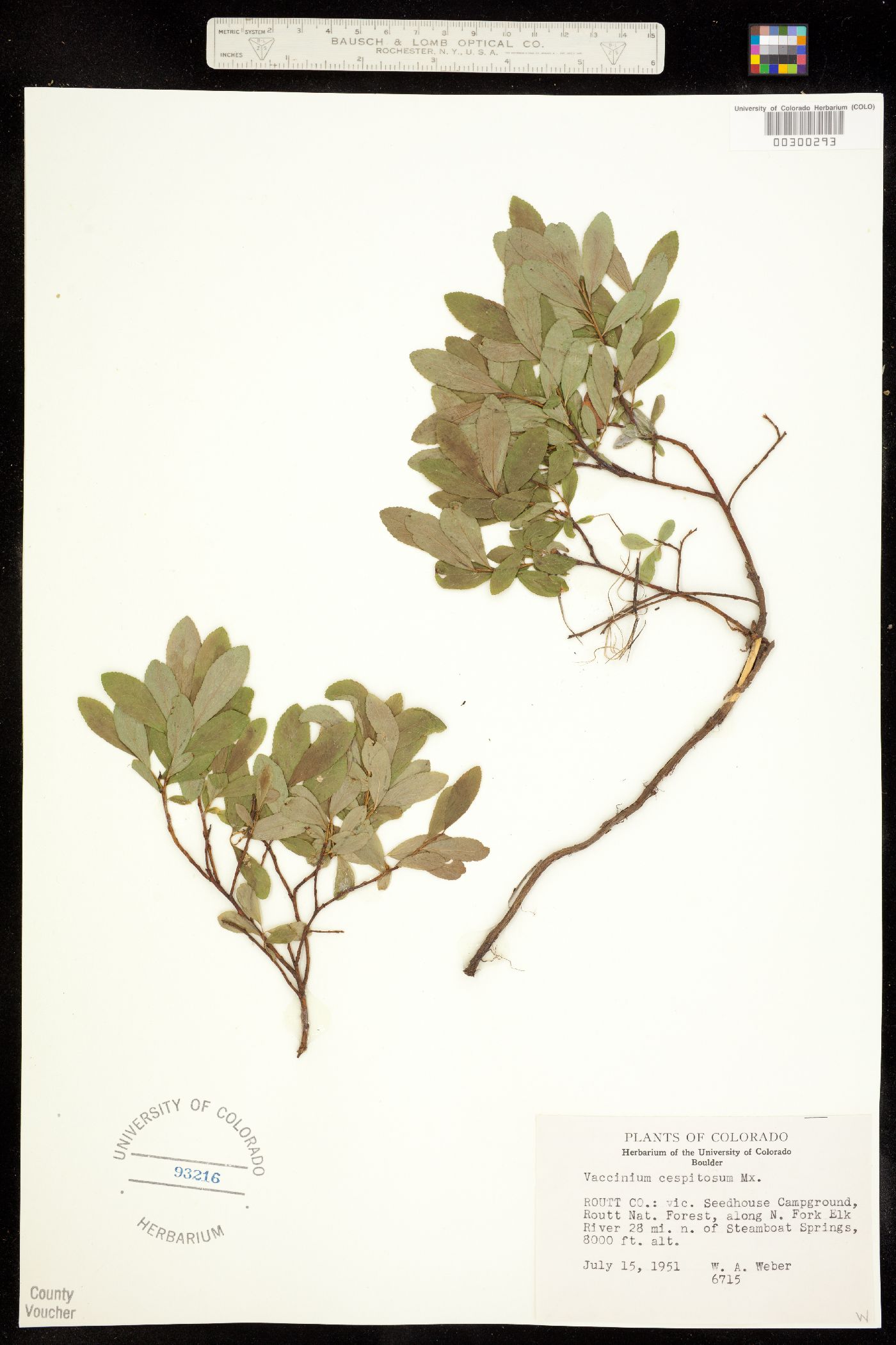 Vaccinium cespitosum image