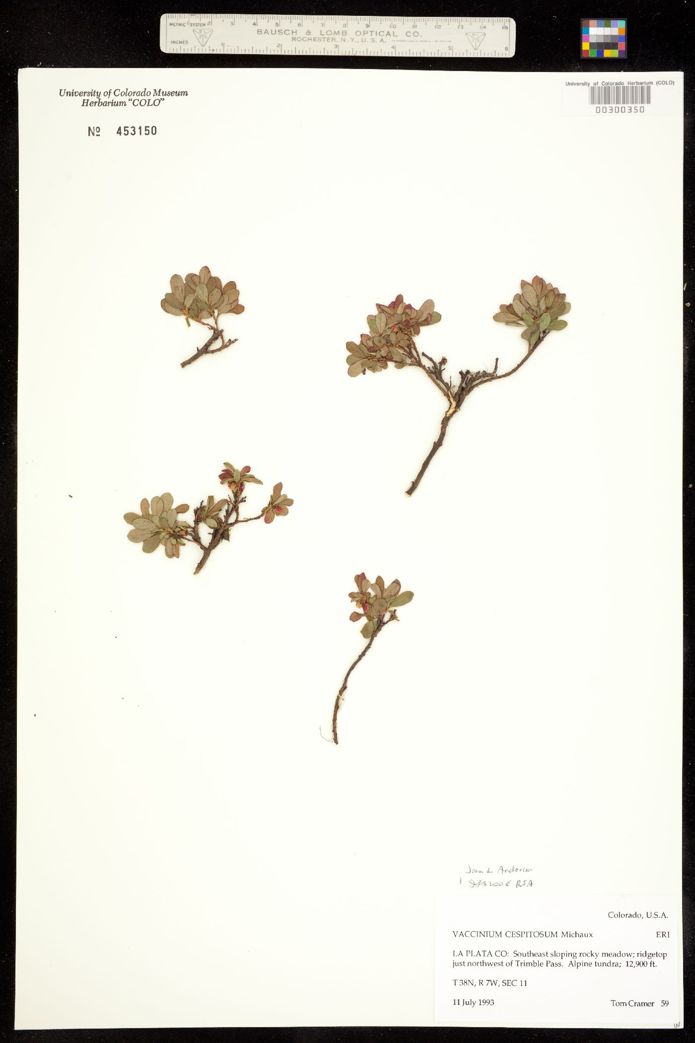 Vaccinium cespitosum image