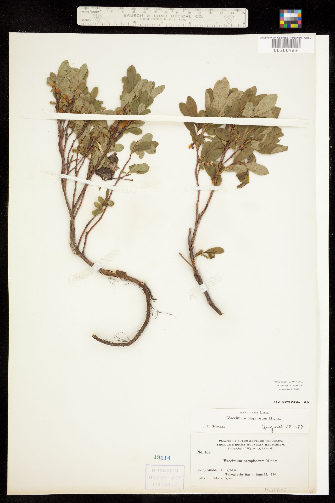 Vaccinium cespitosum image