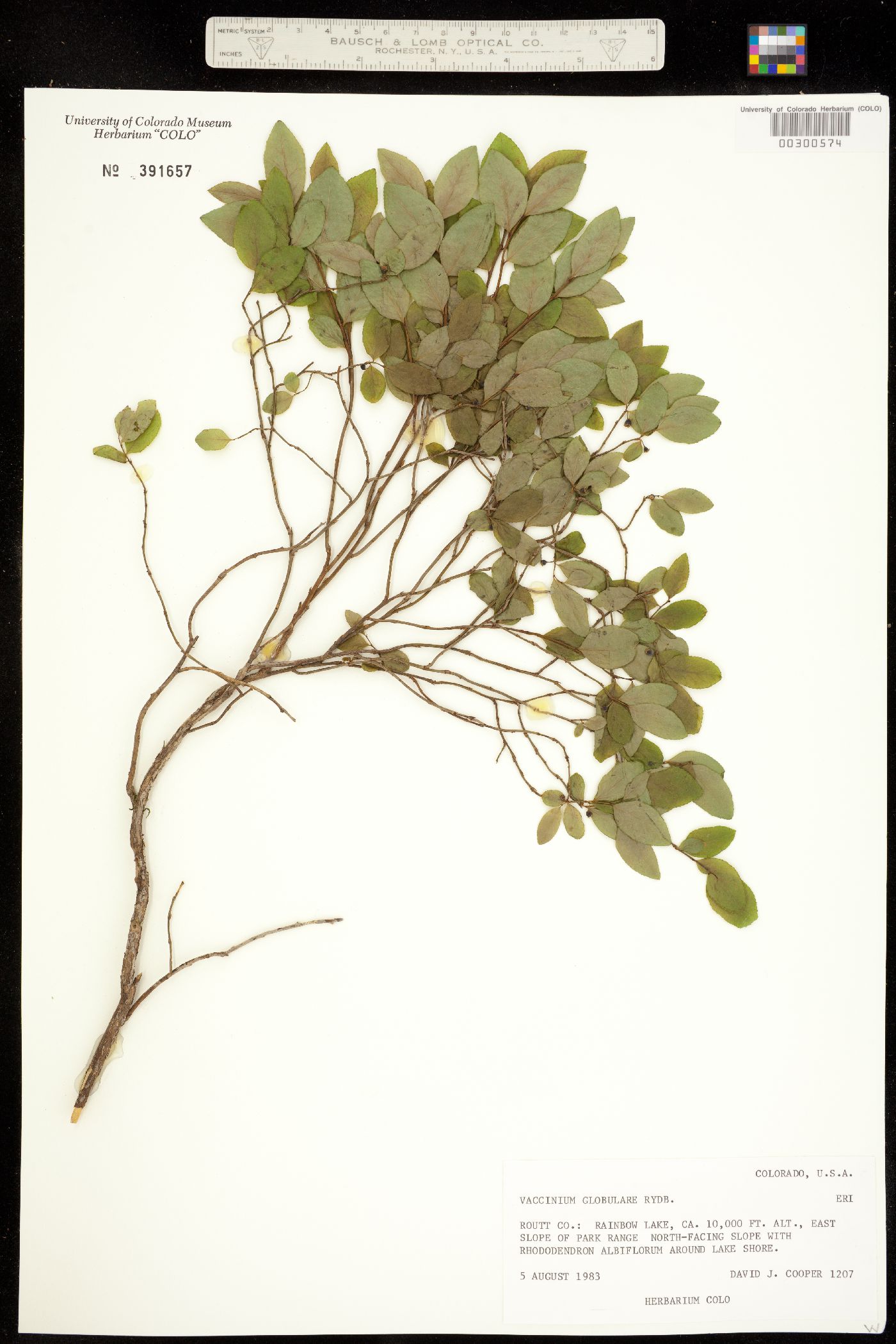 Vaccinium membranaceum image