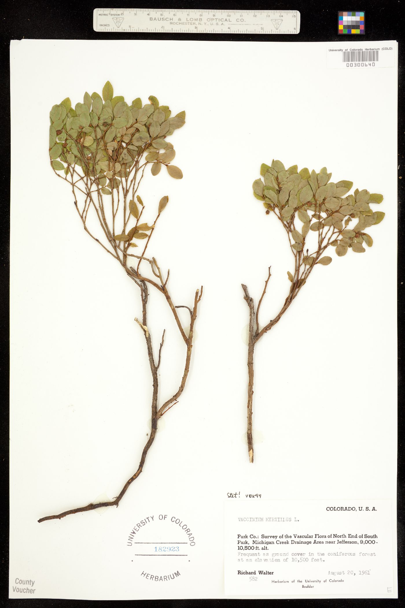 Vaccinium image