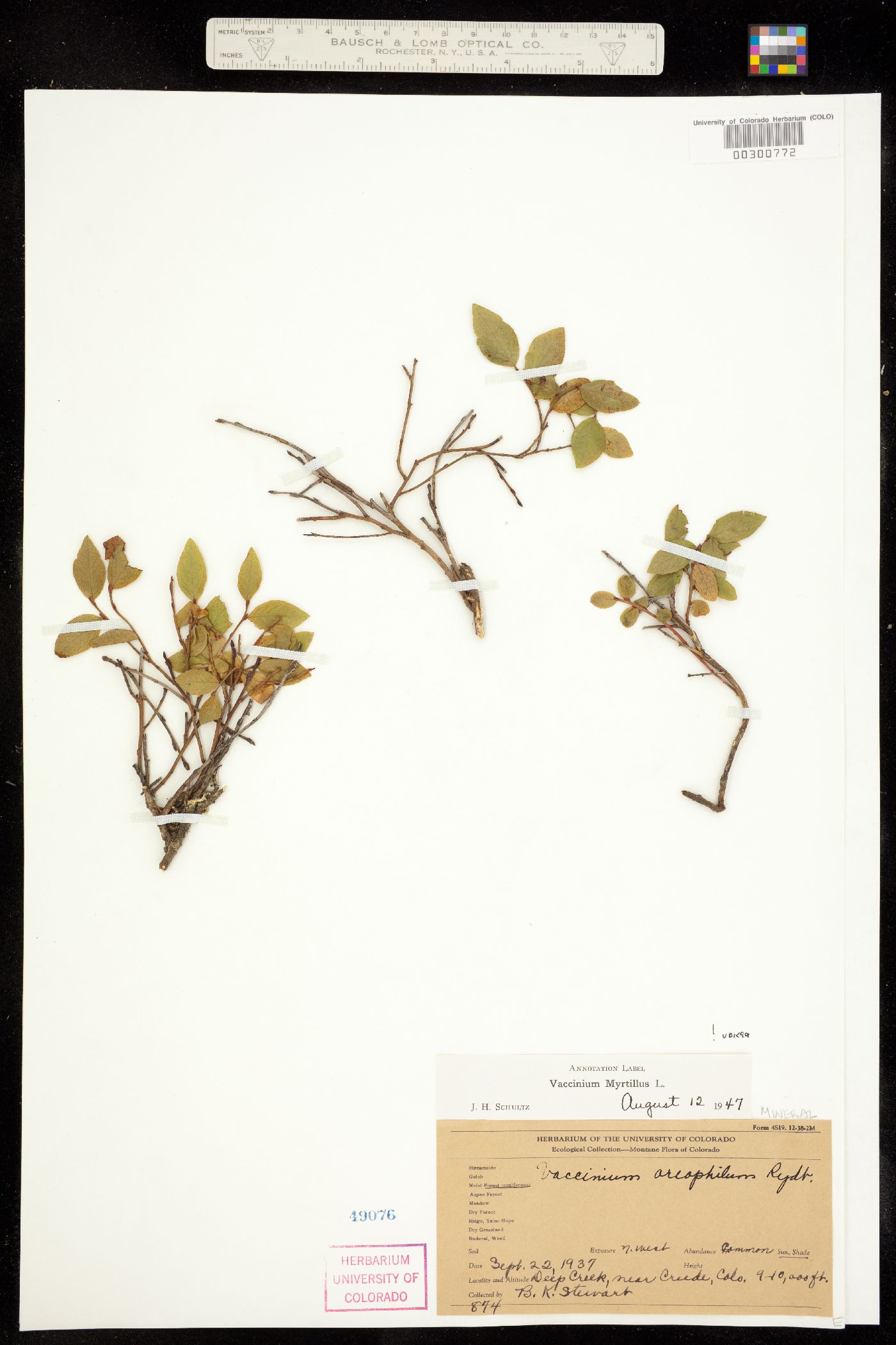 Vaccinium myrtillus image