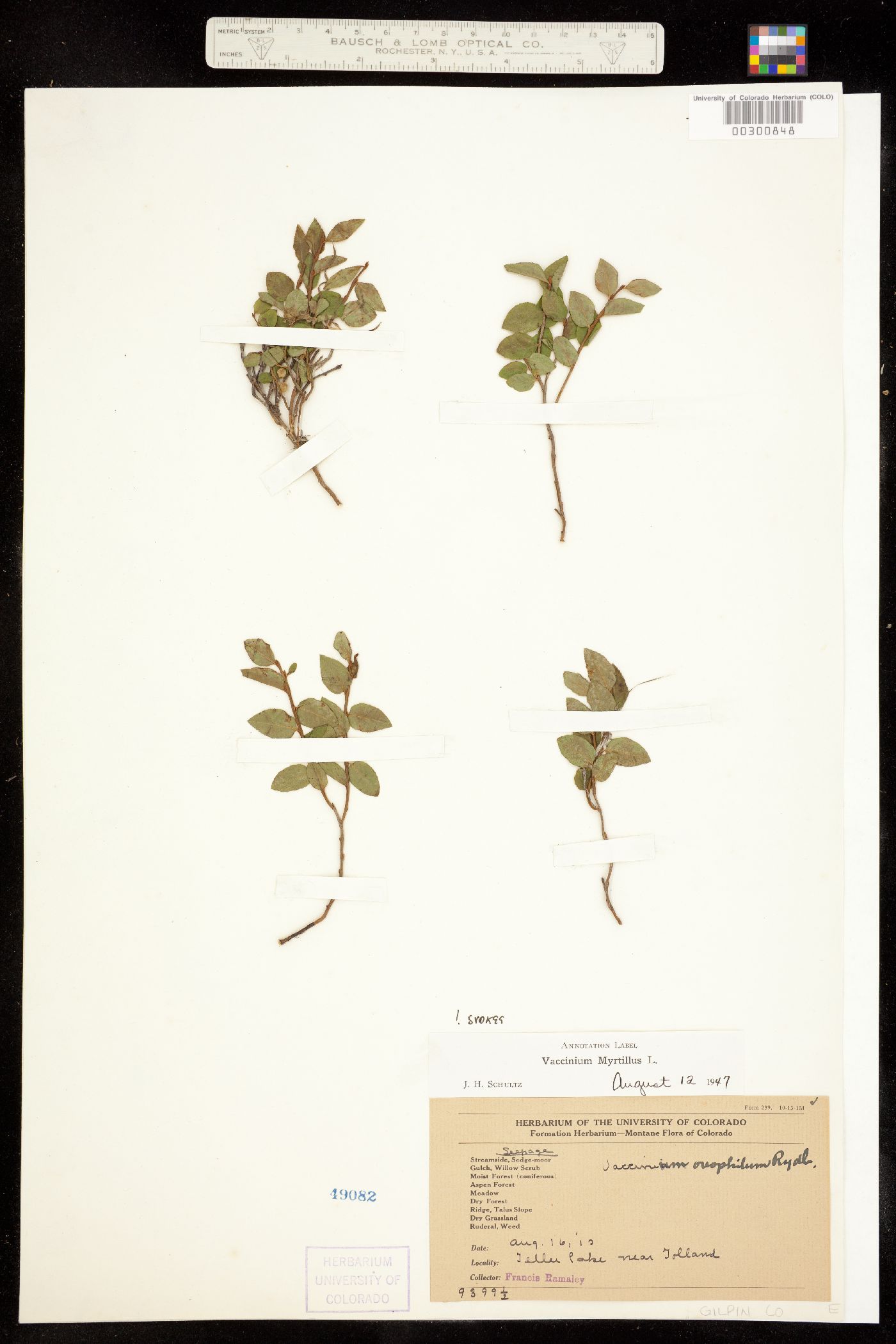 Vaccinium myrtillus image