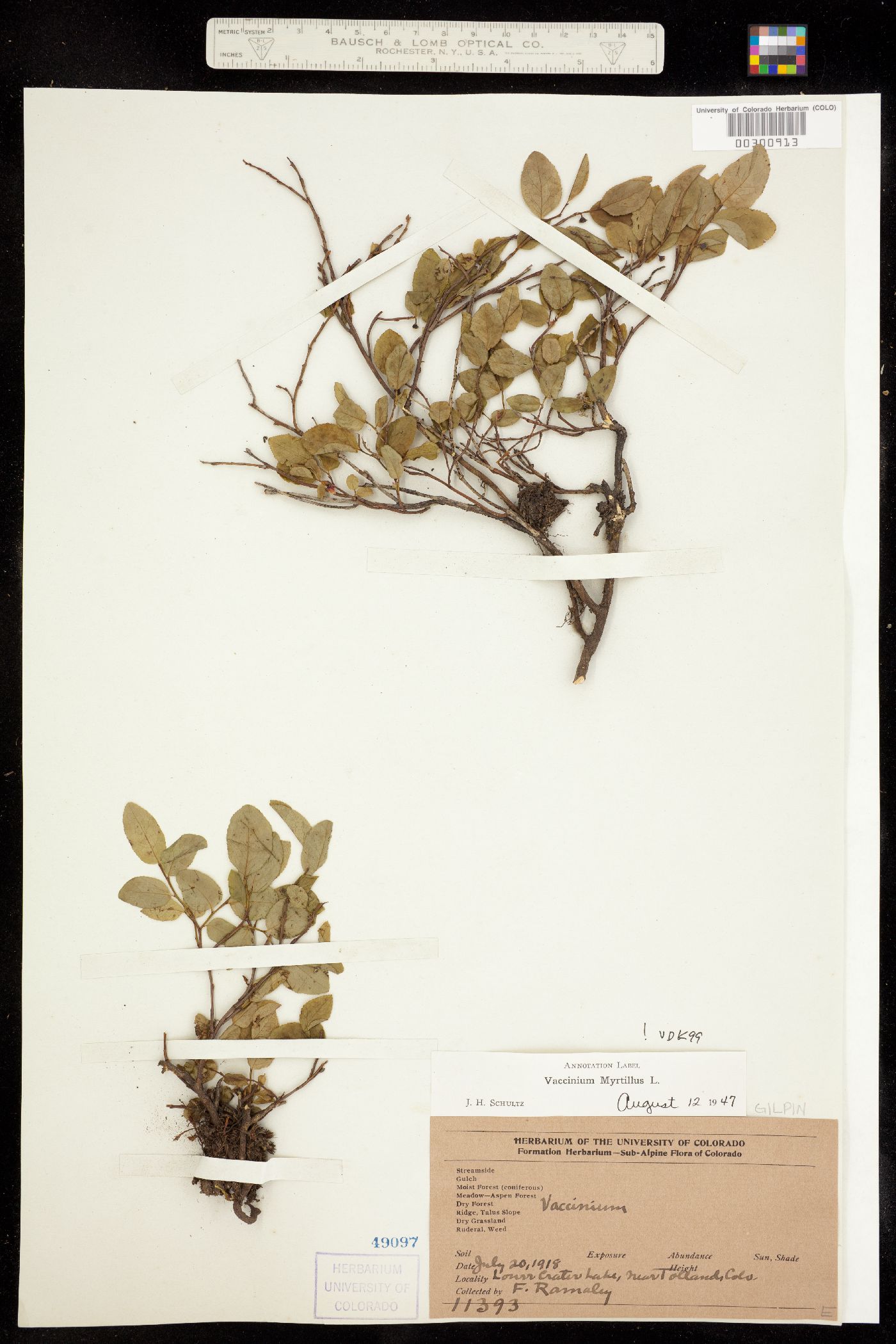 Vaccinium image