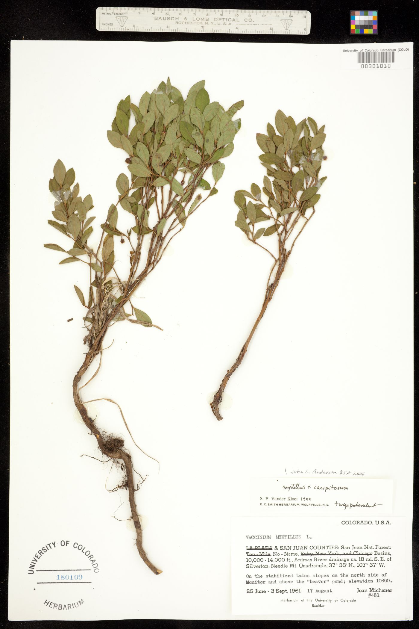 Vaccinium myrtillus image