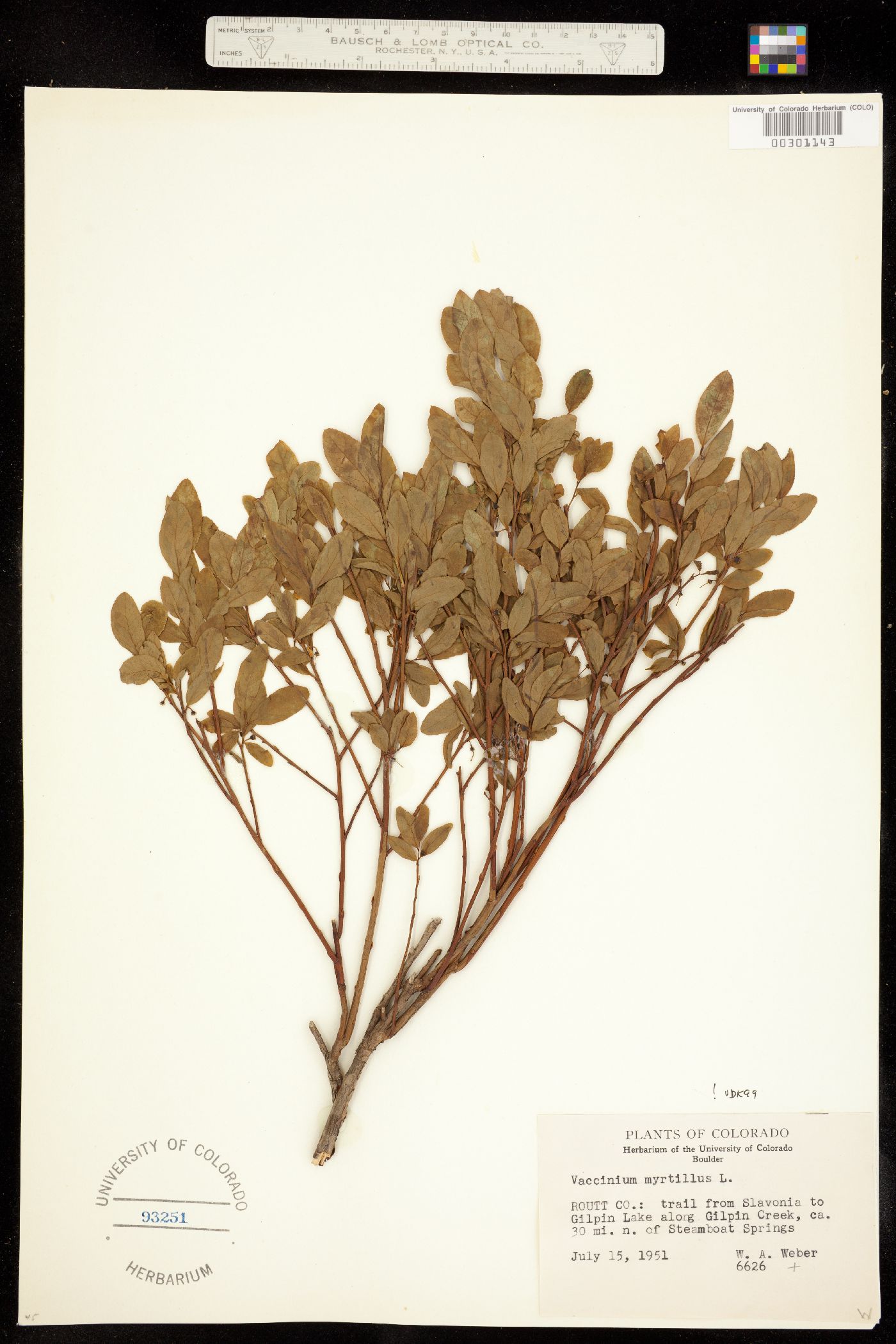 Vaccinium myrtillus image