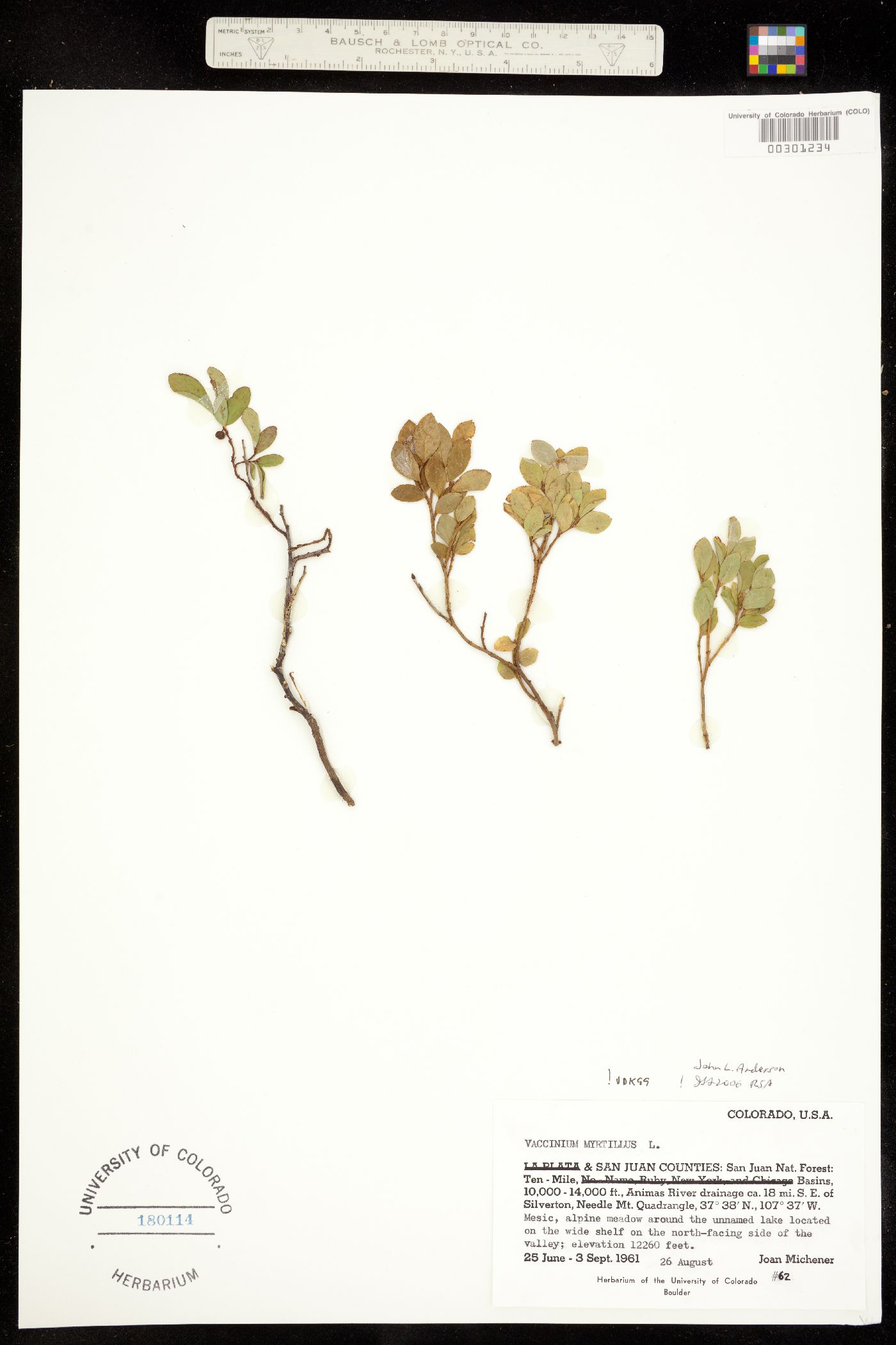 Vaccinium myrtillus image