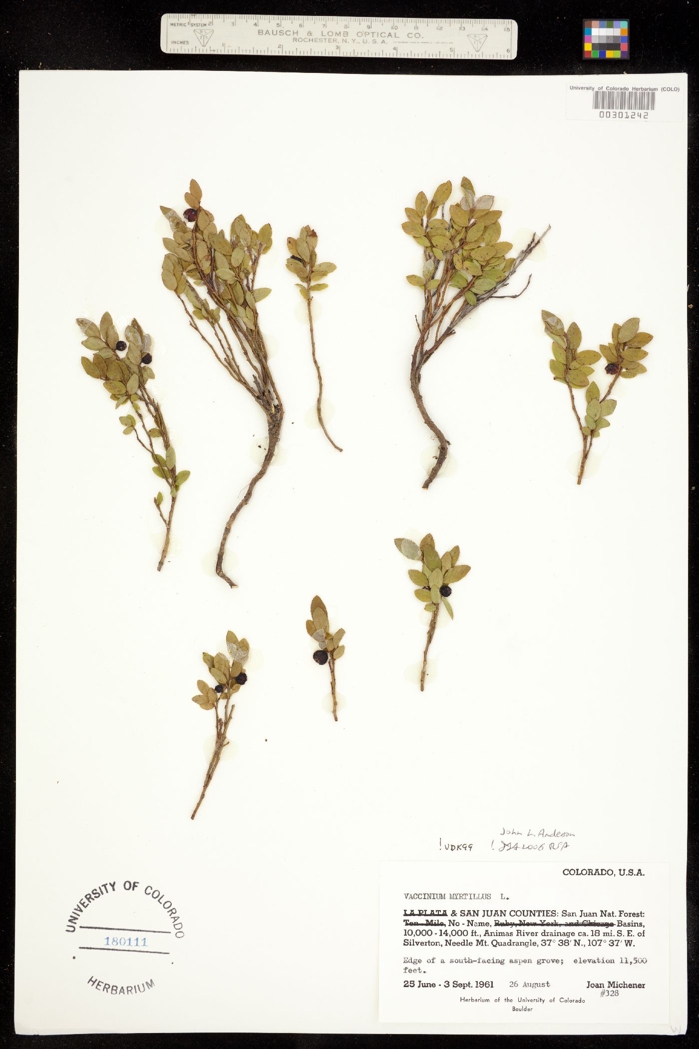 Vaccinium myrtillus image