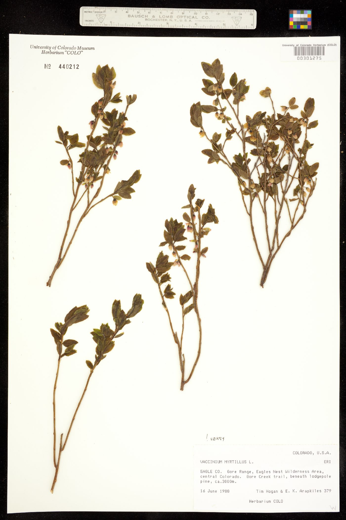 Vaccinium myrtillus image