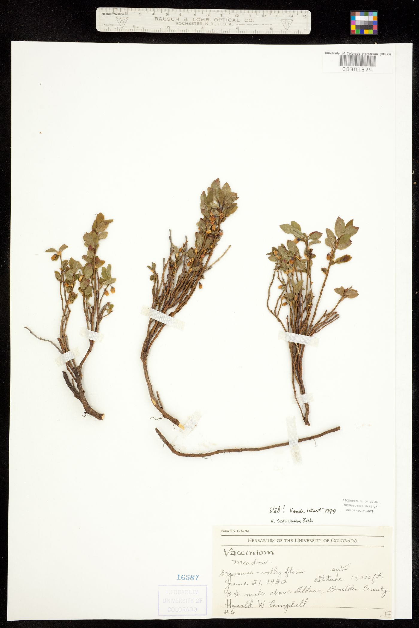 Vaccinium image