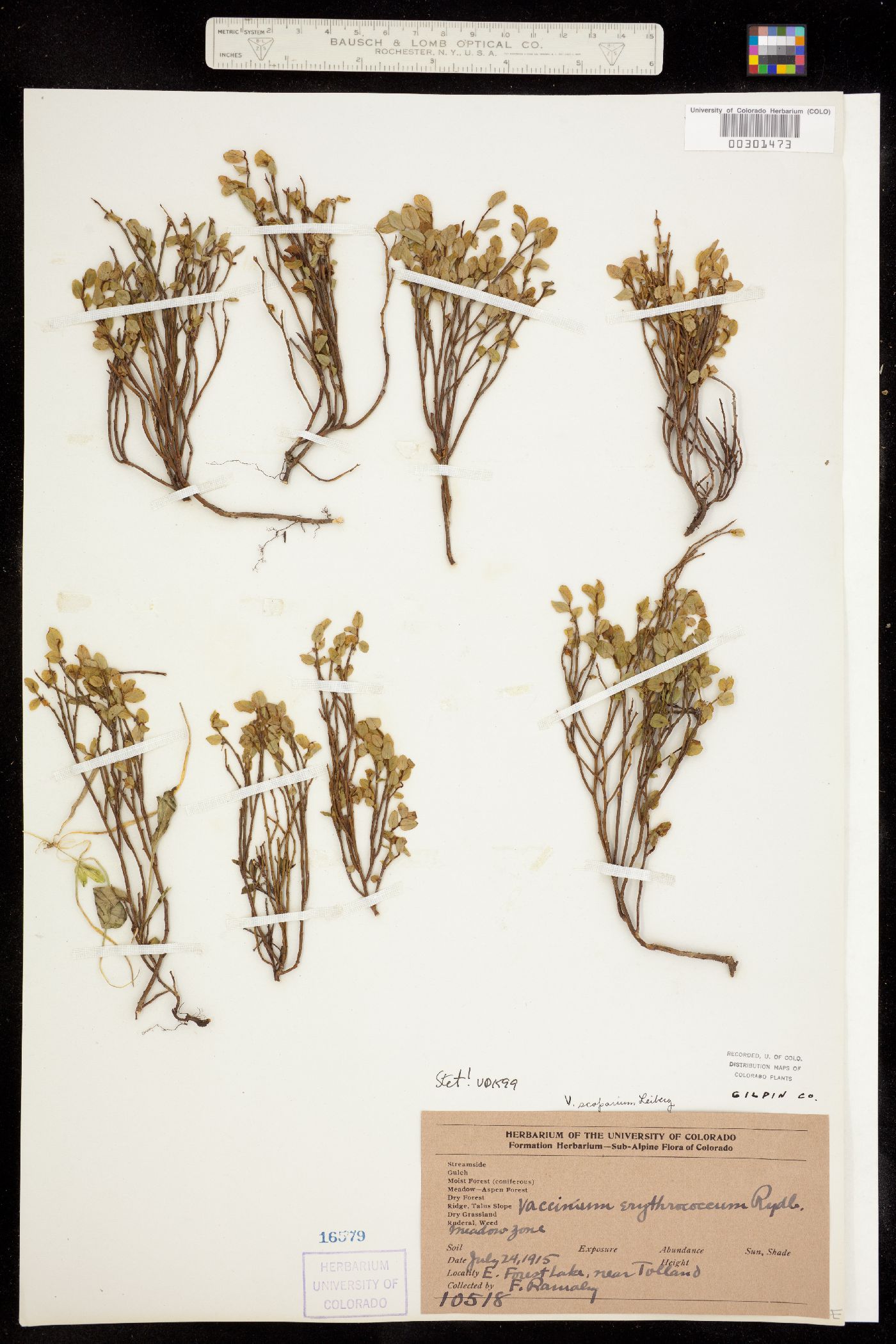 Vaccinium image