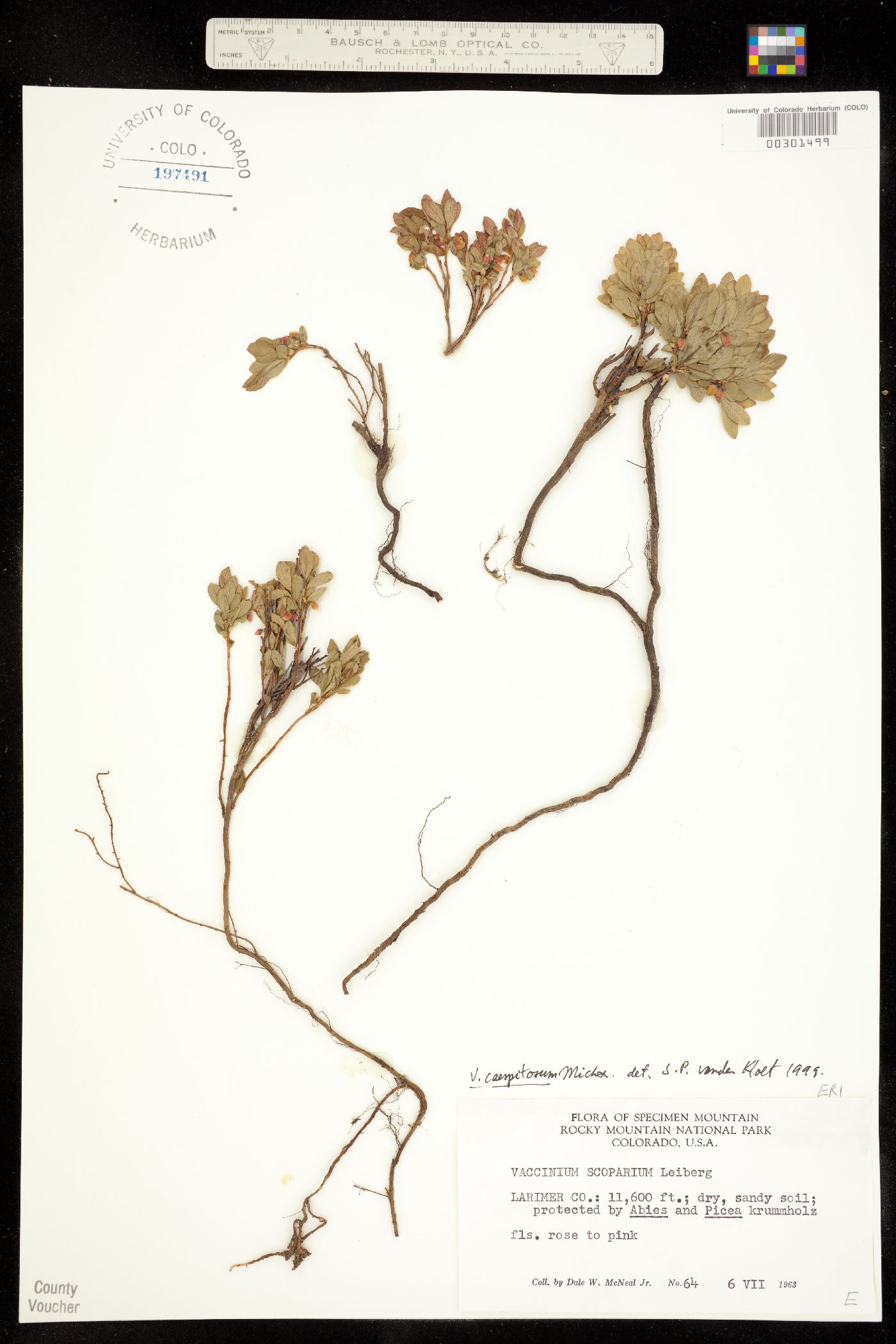 Vaccinium cespitosum image