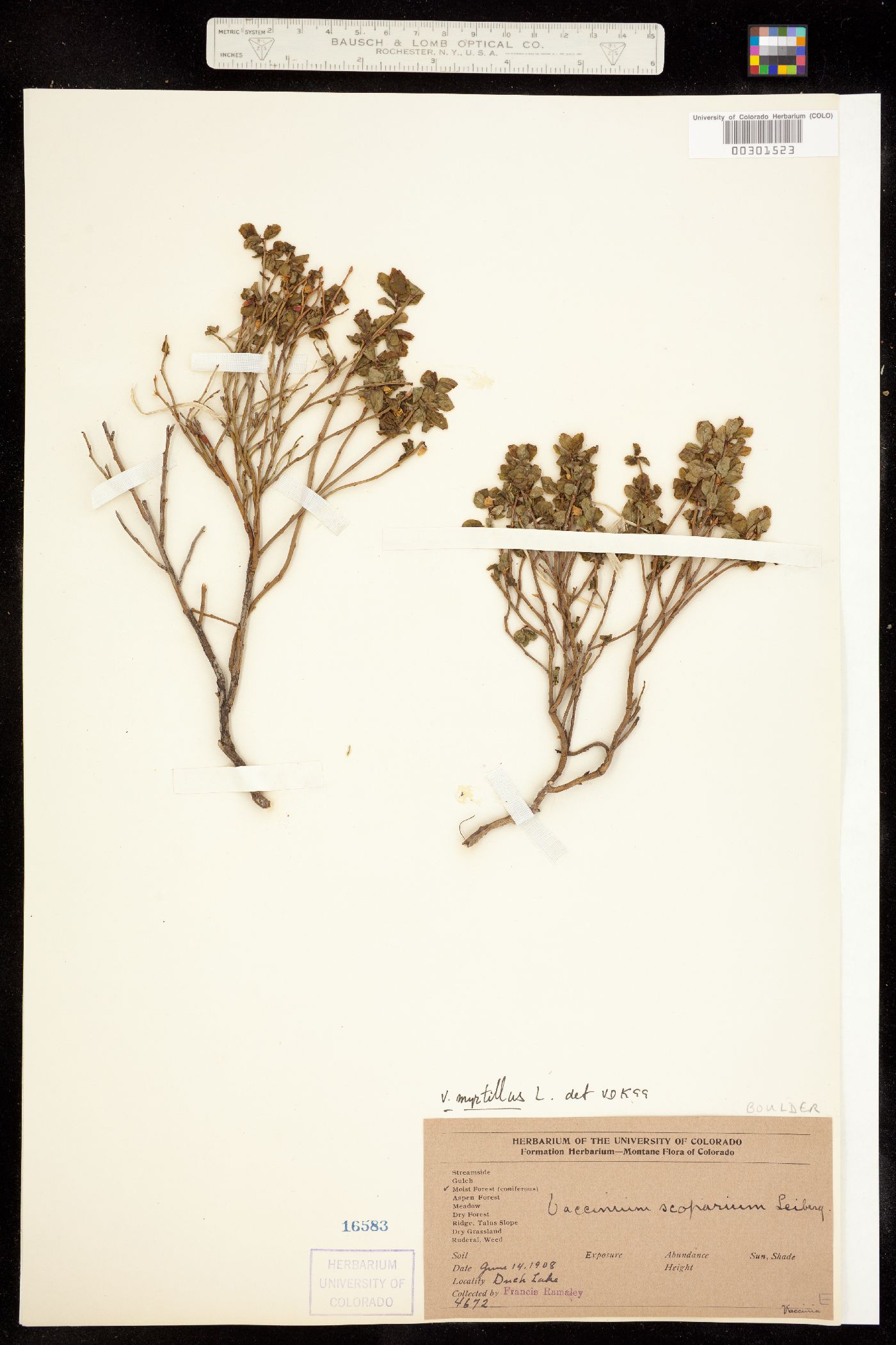 Vaccinium myrtillus image