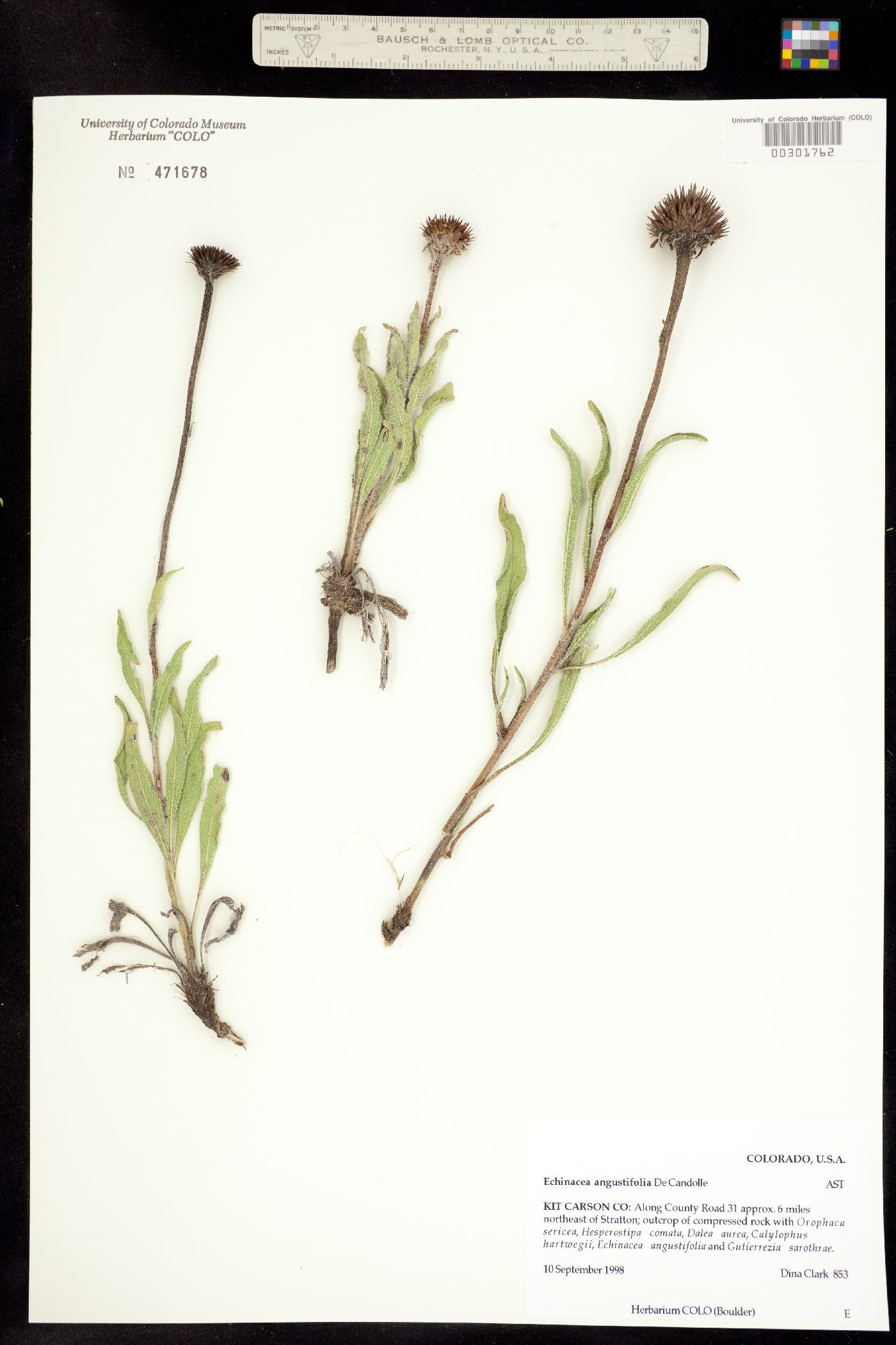 Echinacea angustifolia image