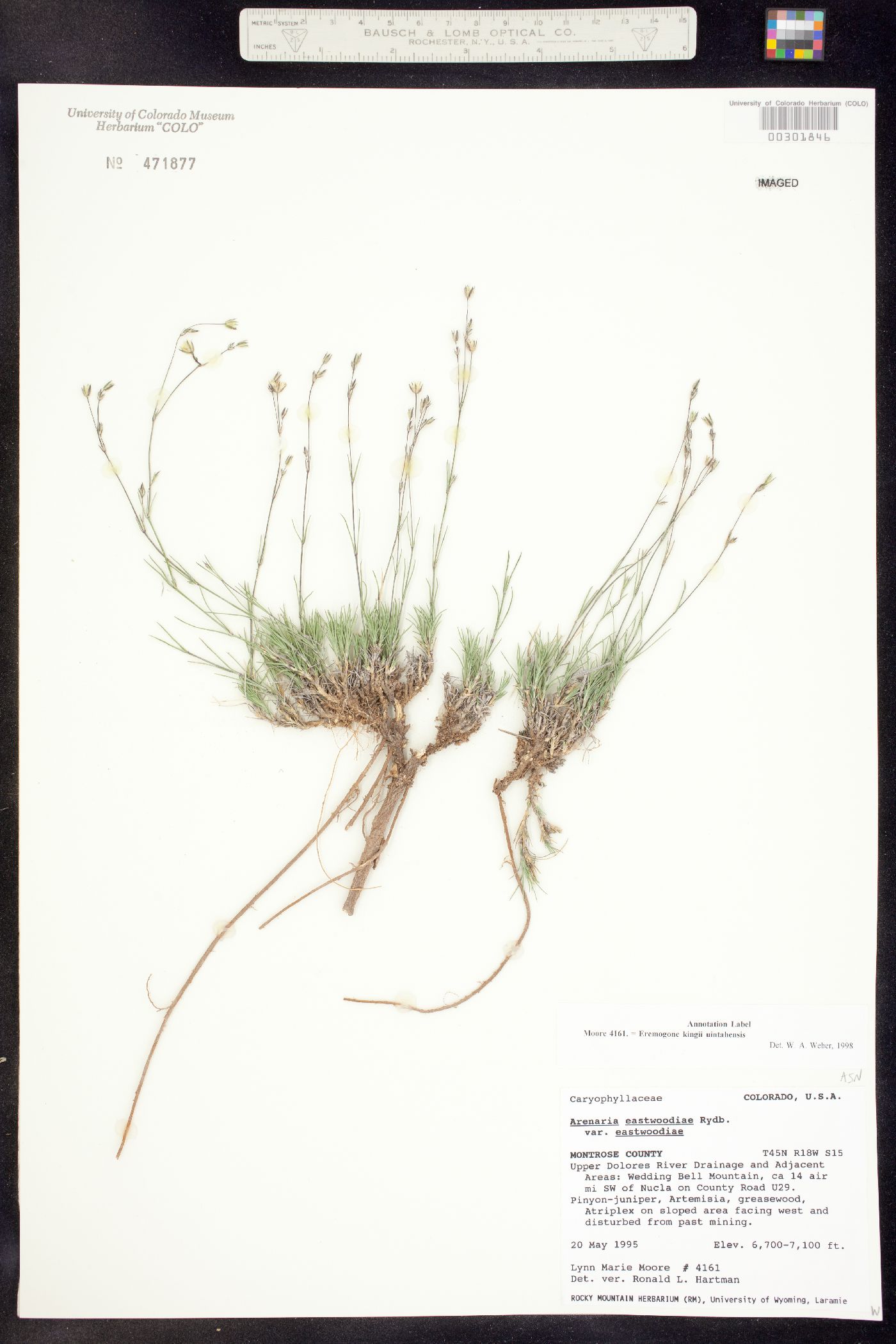 Eremogone kingii var. glabrescens image