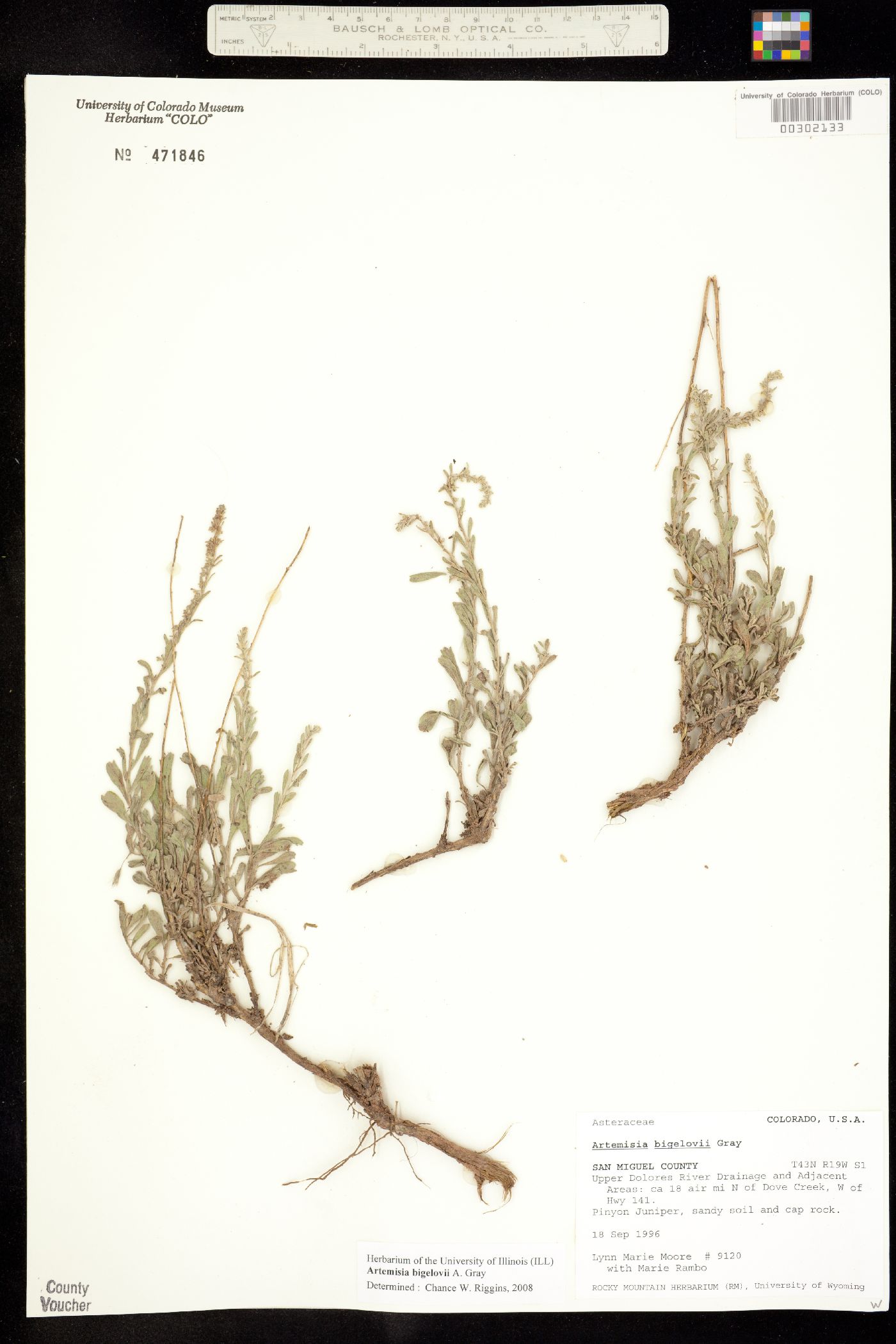 Artemisia bigelovii image