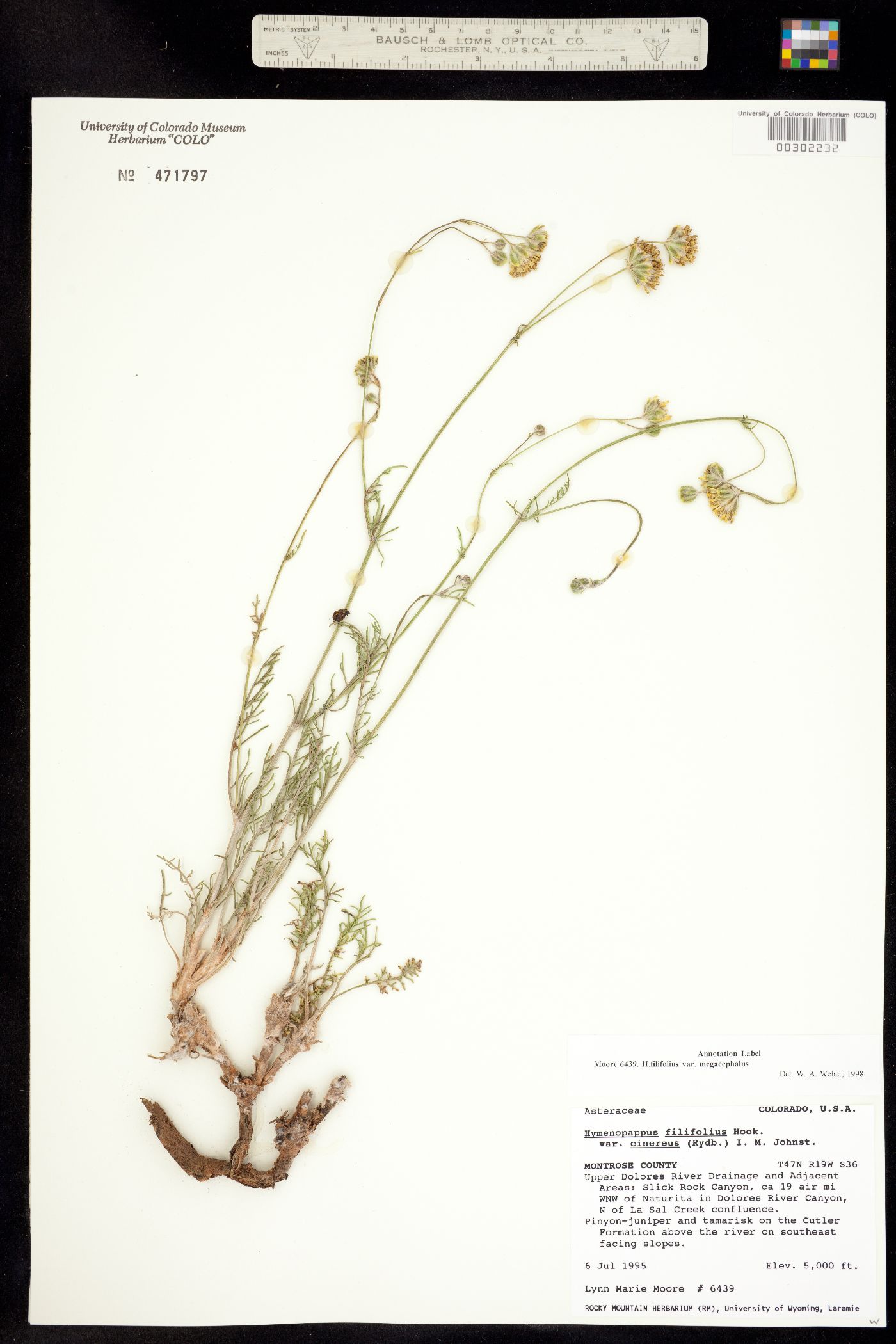 Hymenopappus filifolius var. megacephalus image