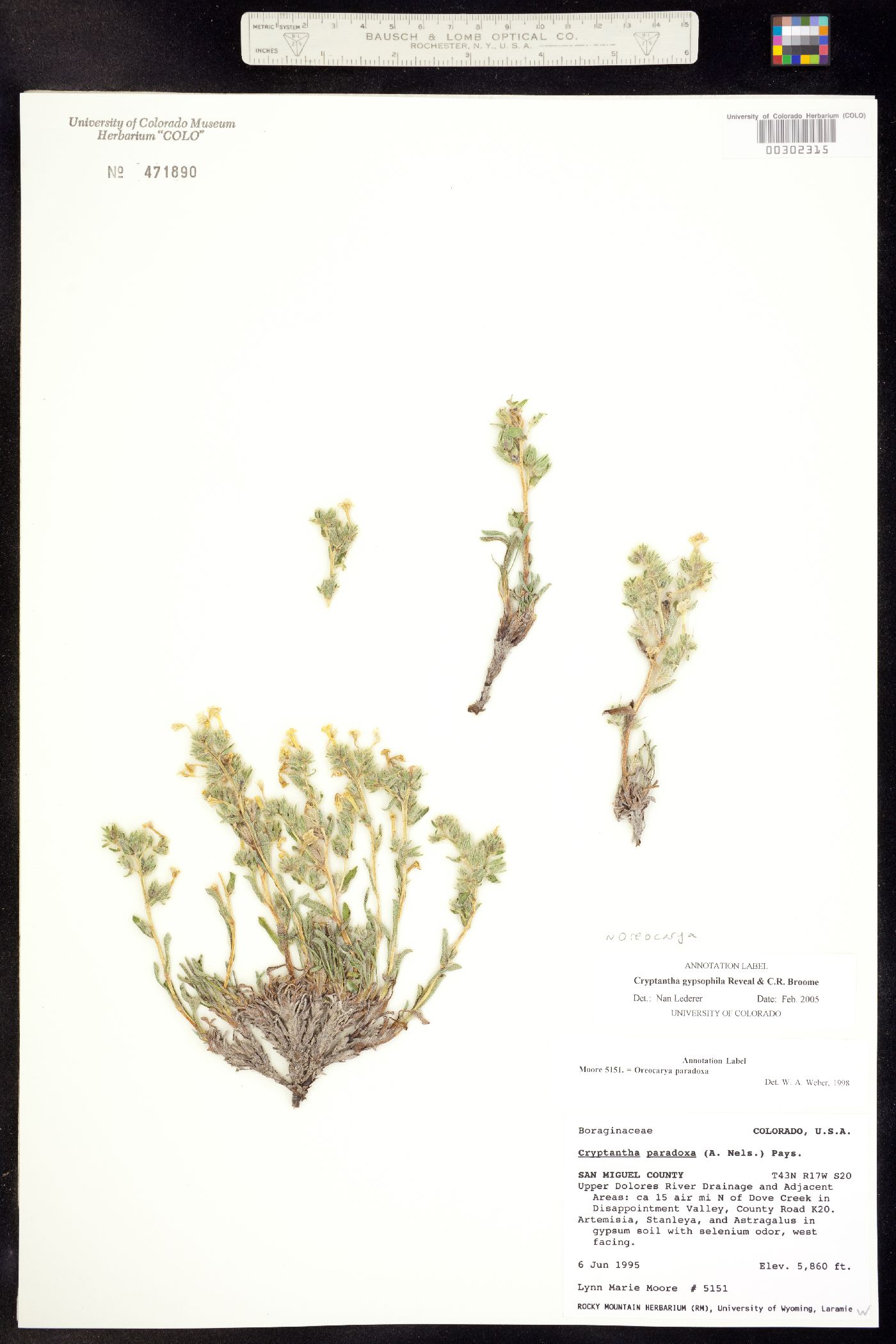 Oreocarya gypsophila image